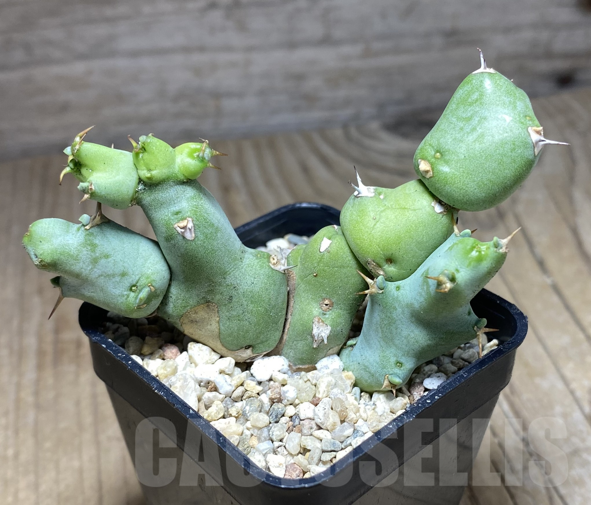 SHPR26369 Euphorbia clivicola