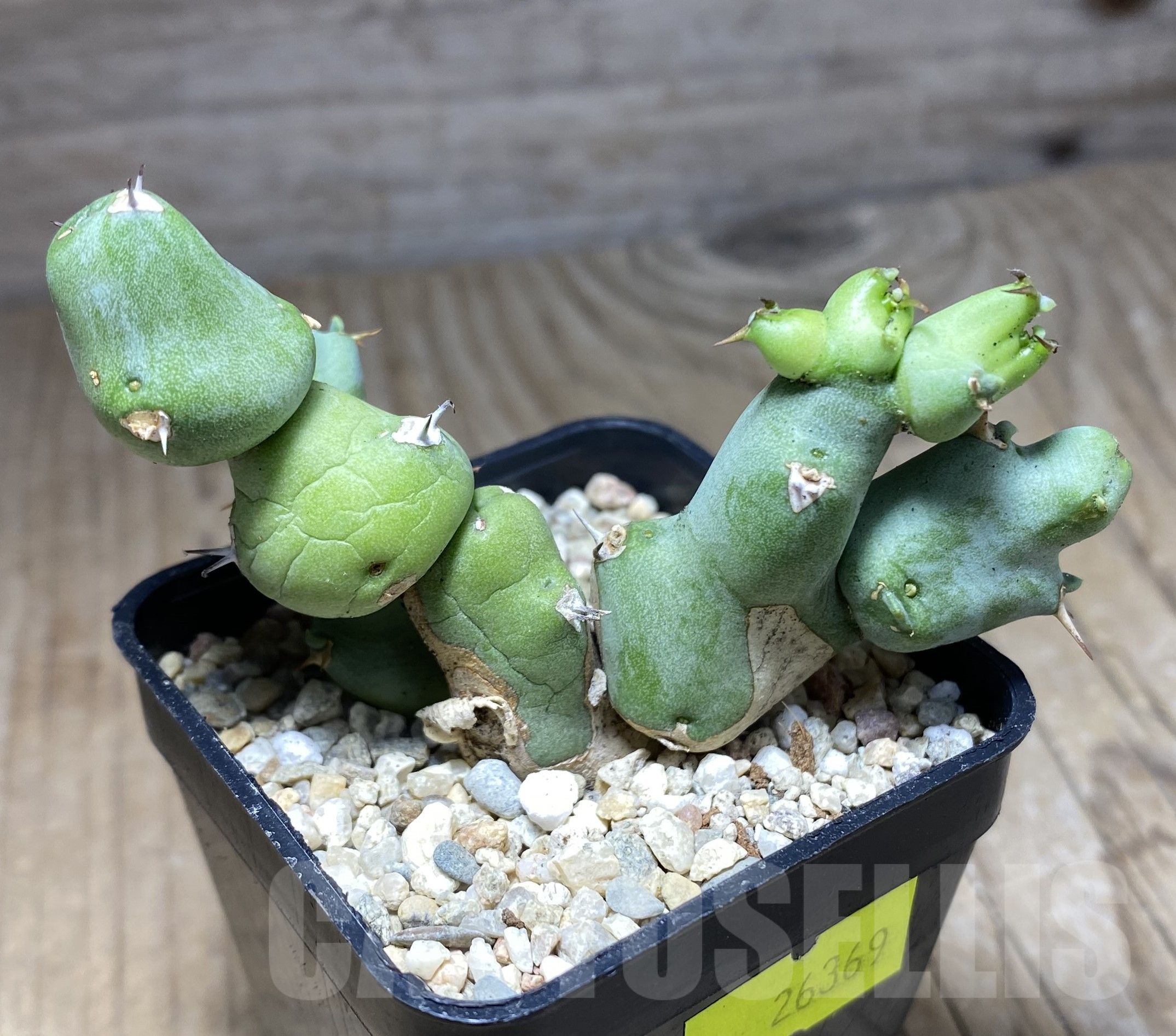 SHPR26369 Euphorbia clivicola - Image 2