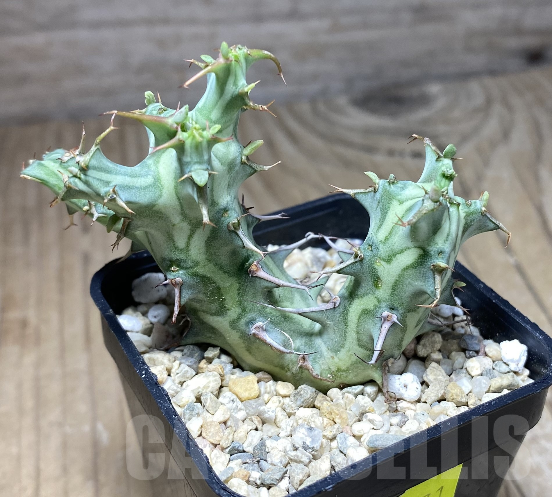 SHPR26371 Euphorbia schizacantha