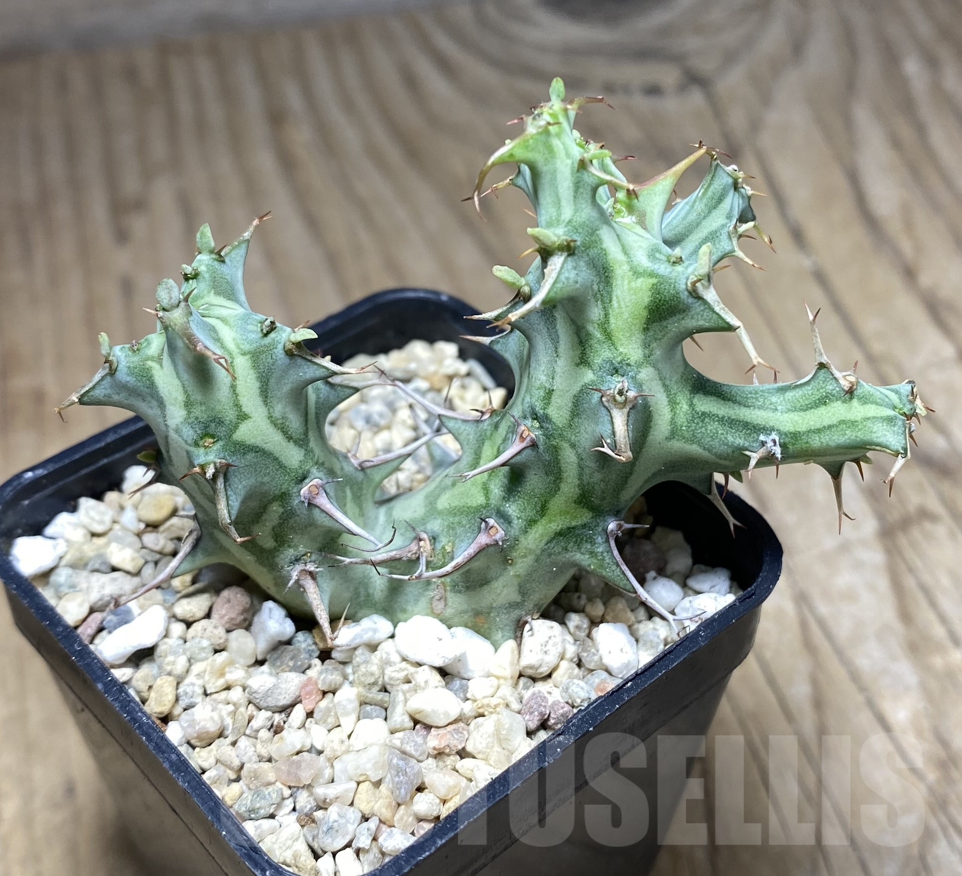 SHPR26371 Euphorbia schizacantha - Зображення 2