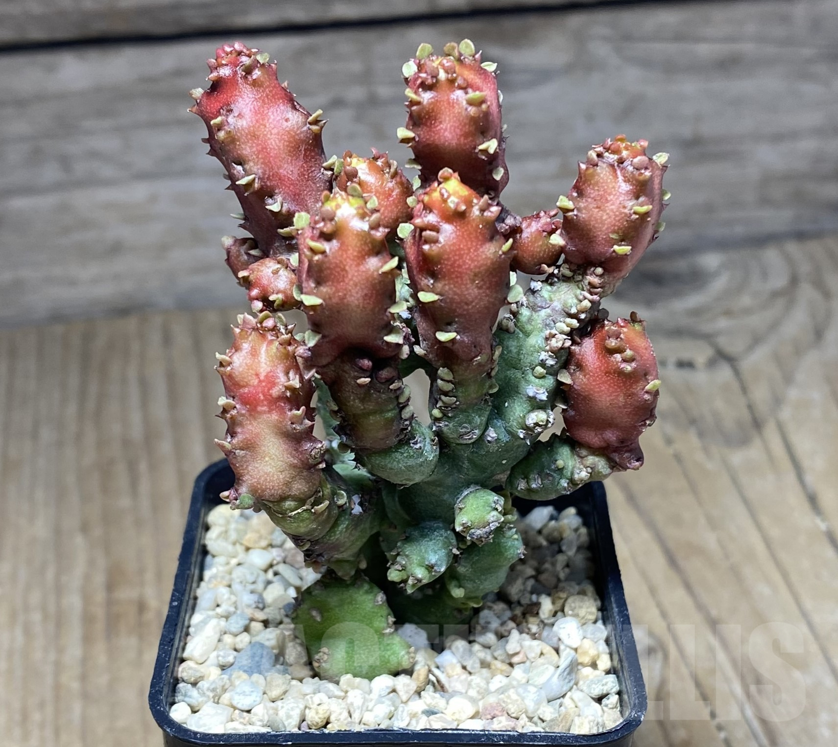 SHPR26373 Euphorbia lactea f. monstrose