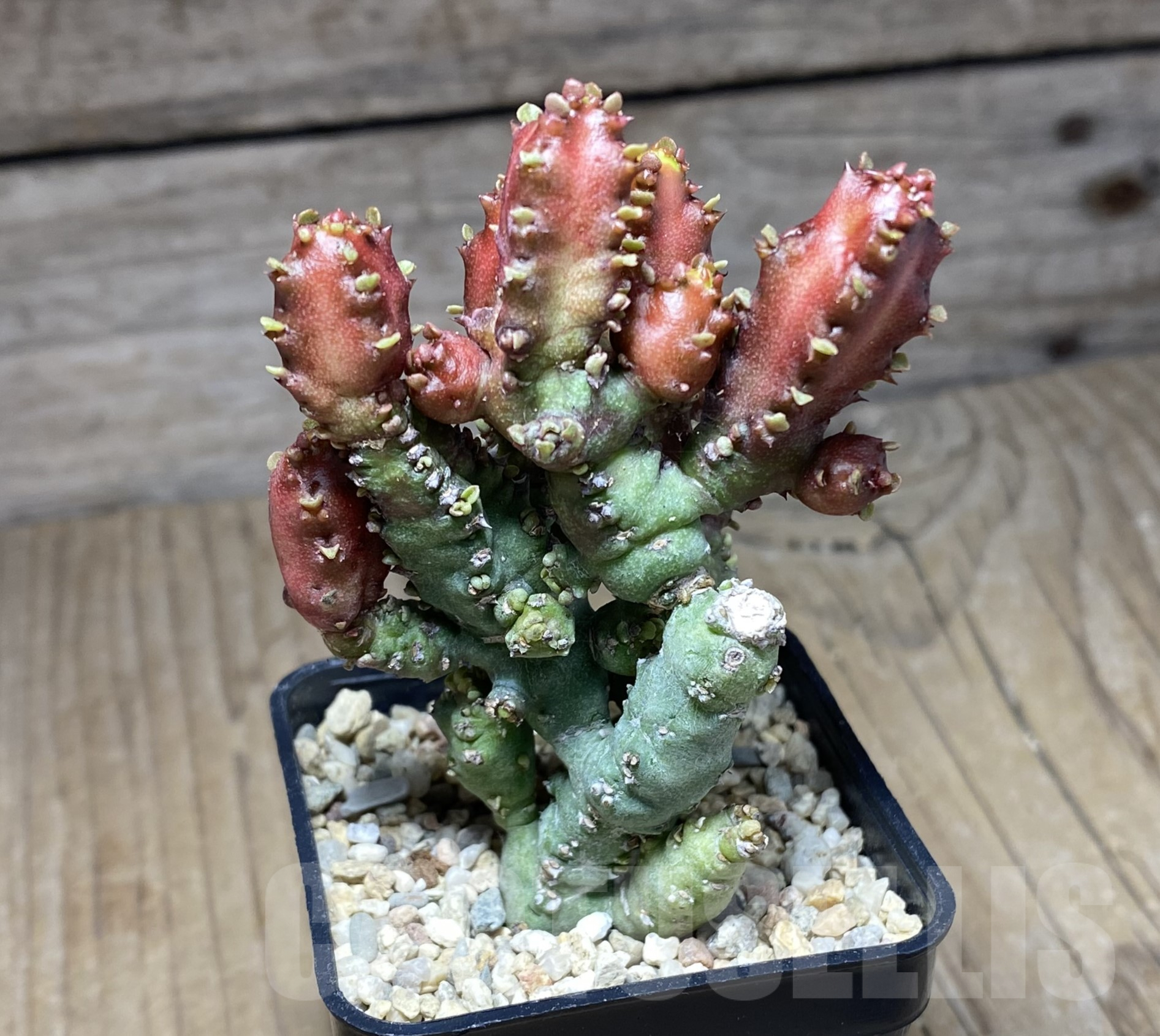 SHPR26373 Euphorbia lactea f. monstrose – Image 2