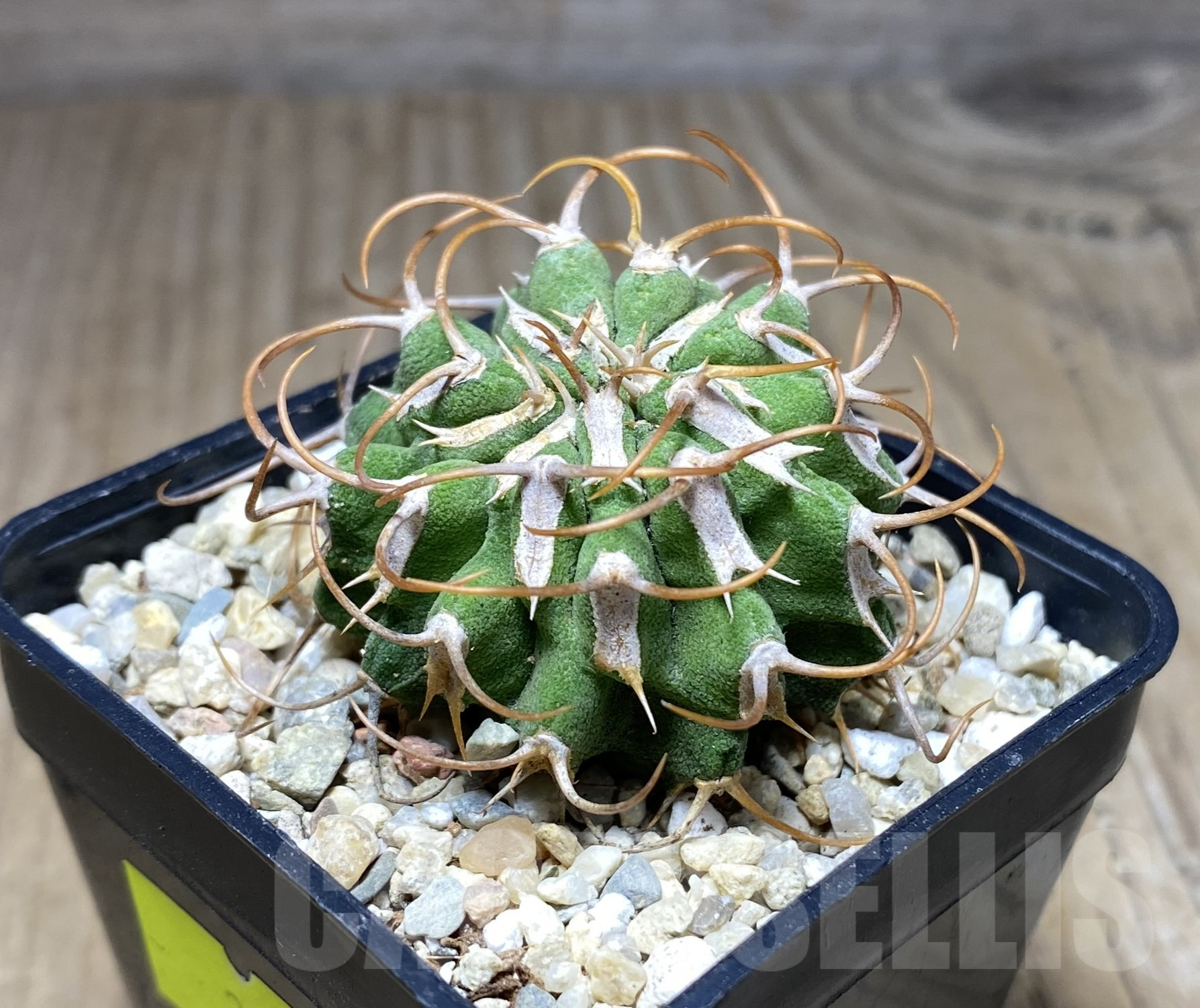 SHPR26375 Euphorbia columnaris