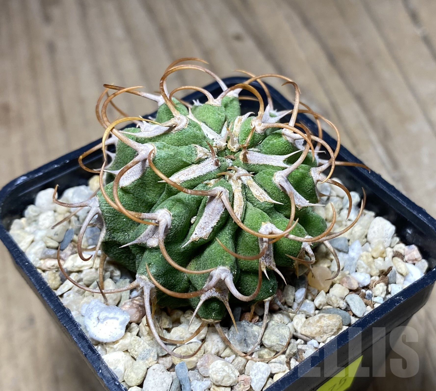 SHPR26375 Euphorbia columnaris - Image 2