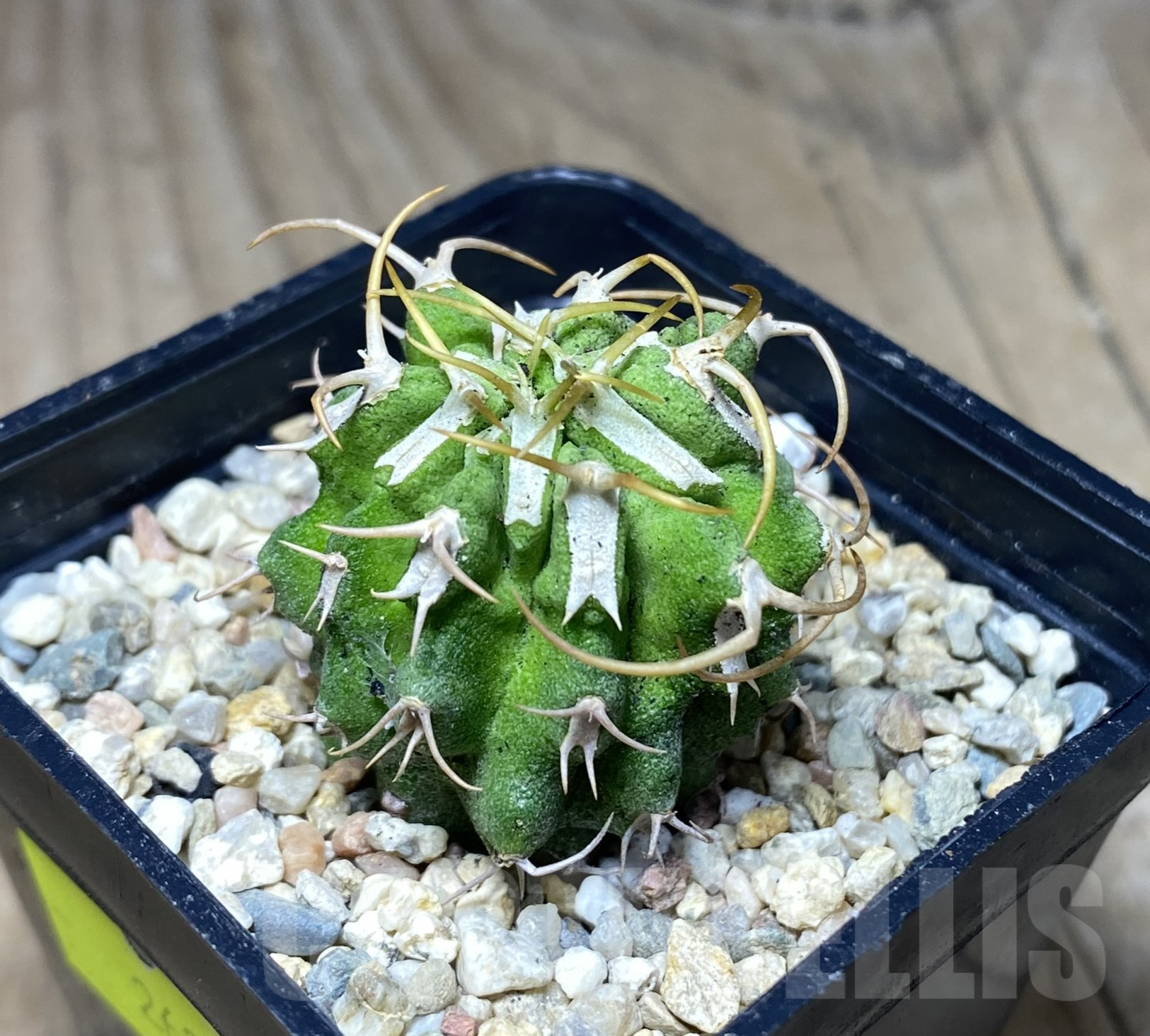 SHPR26377 Euphorbia columnaris