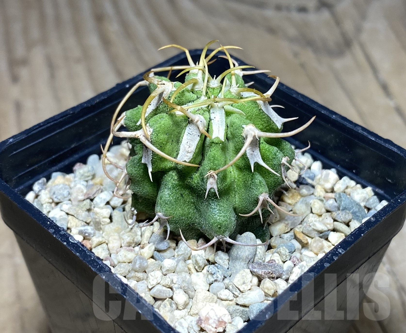 SHPR26377 Euphorbia columnaris - Image 2