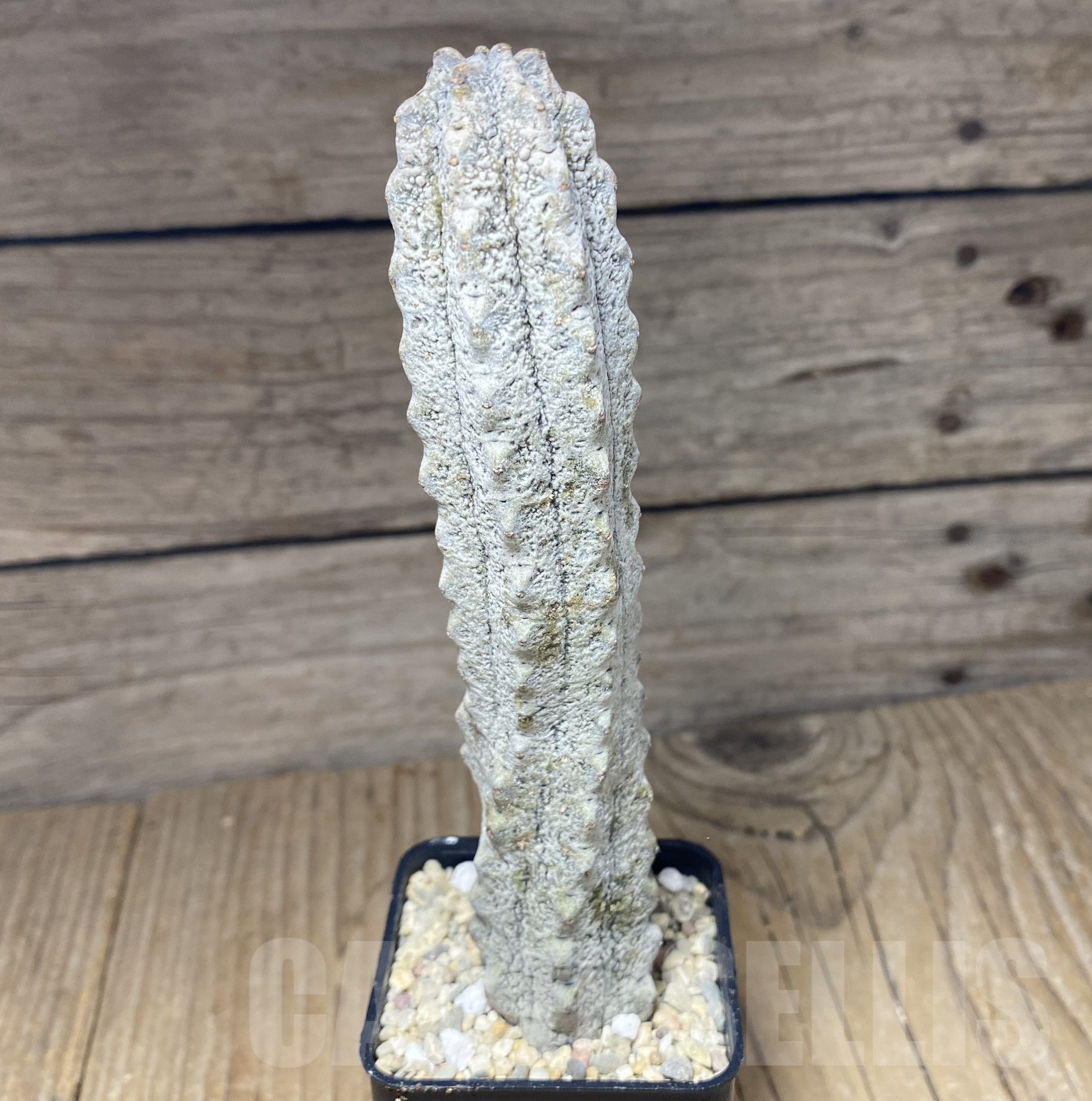 SHPR26381 Euphorbia abdelkuri