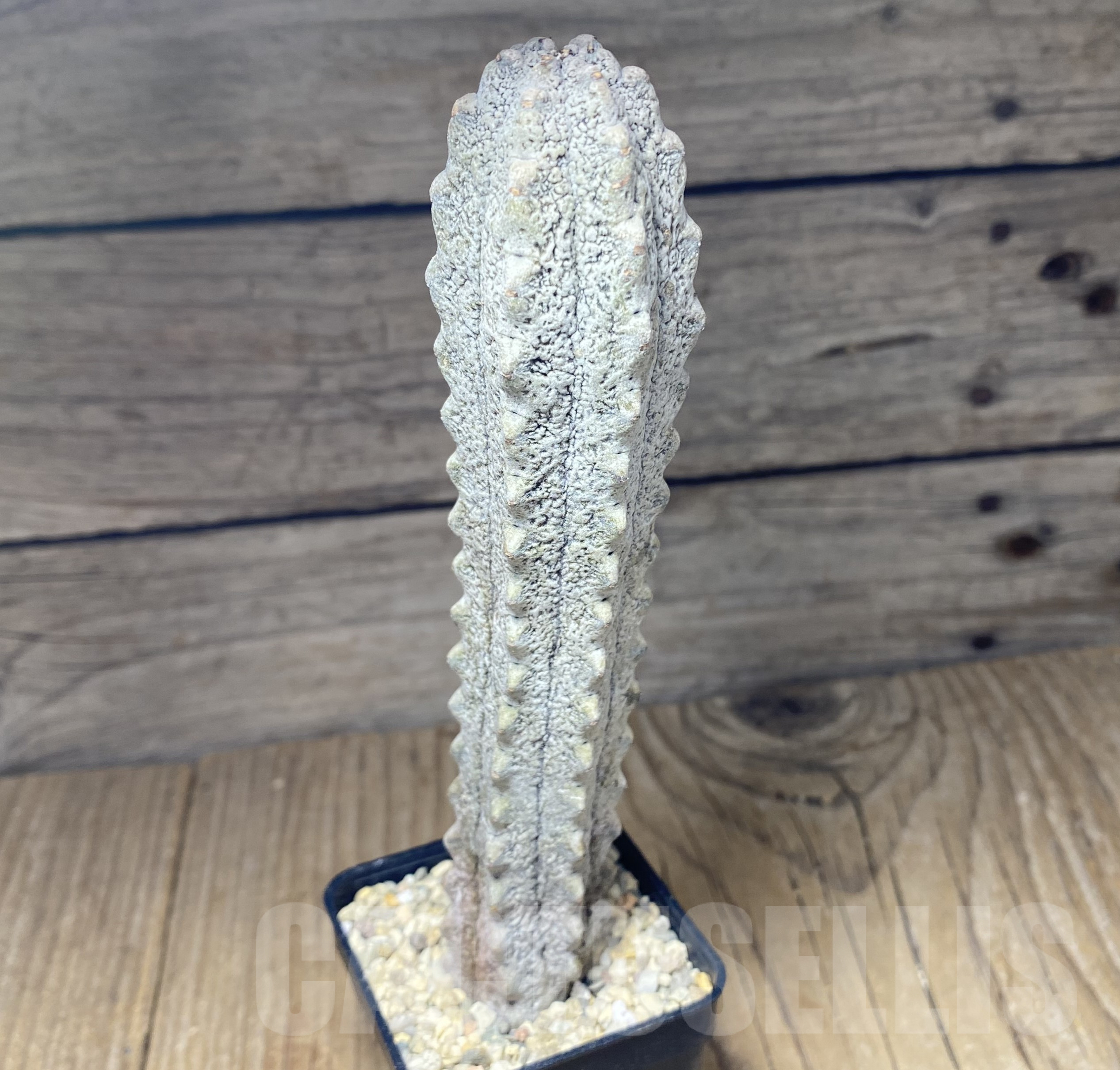 SHPR26382 Euphorbia abdelkuri