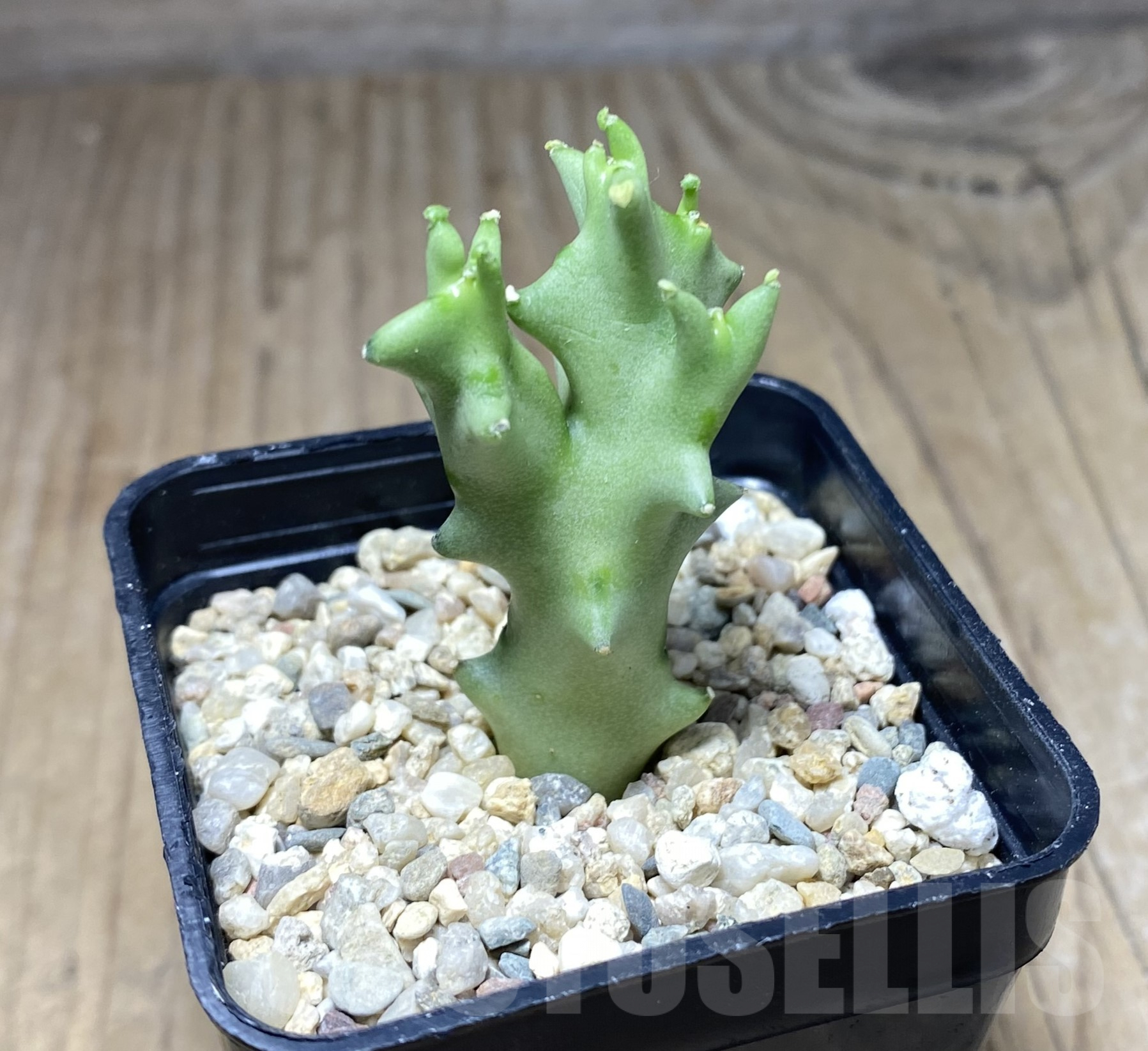 SHPR26384 Caralluma socotrana