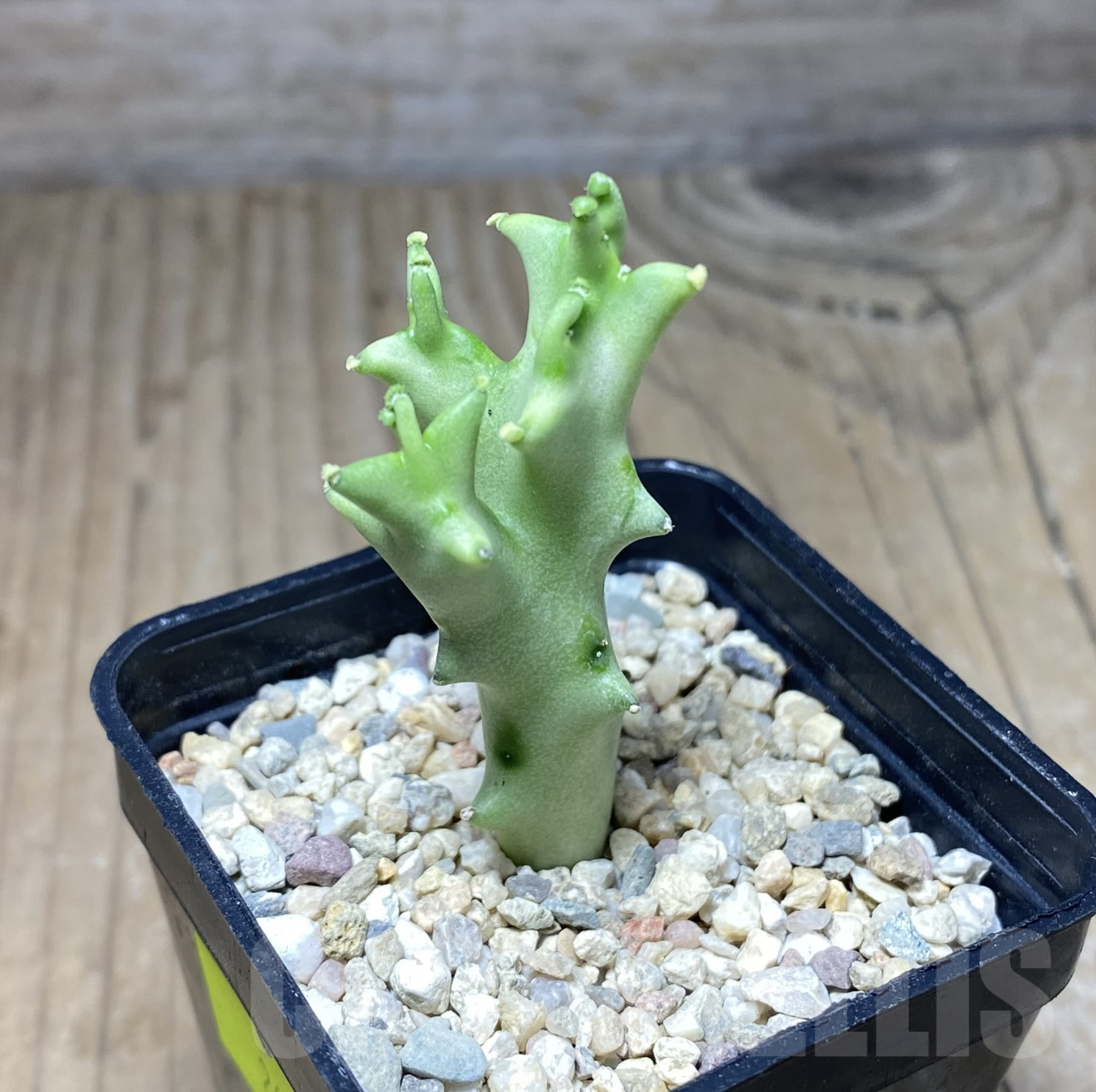 SHPR26385 Caralluma socotrana