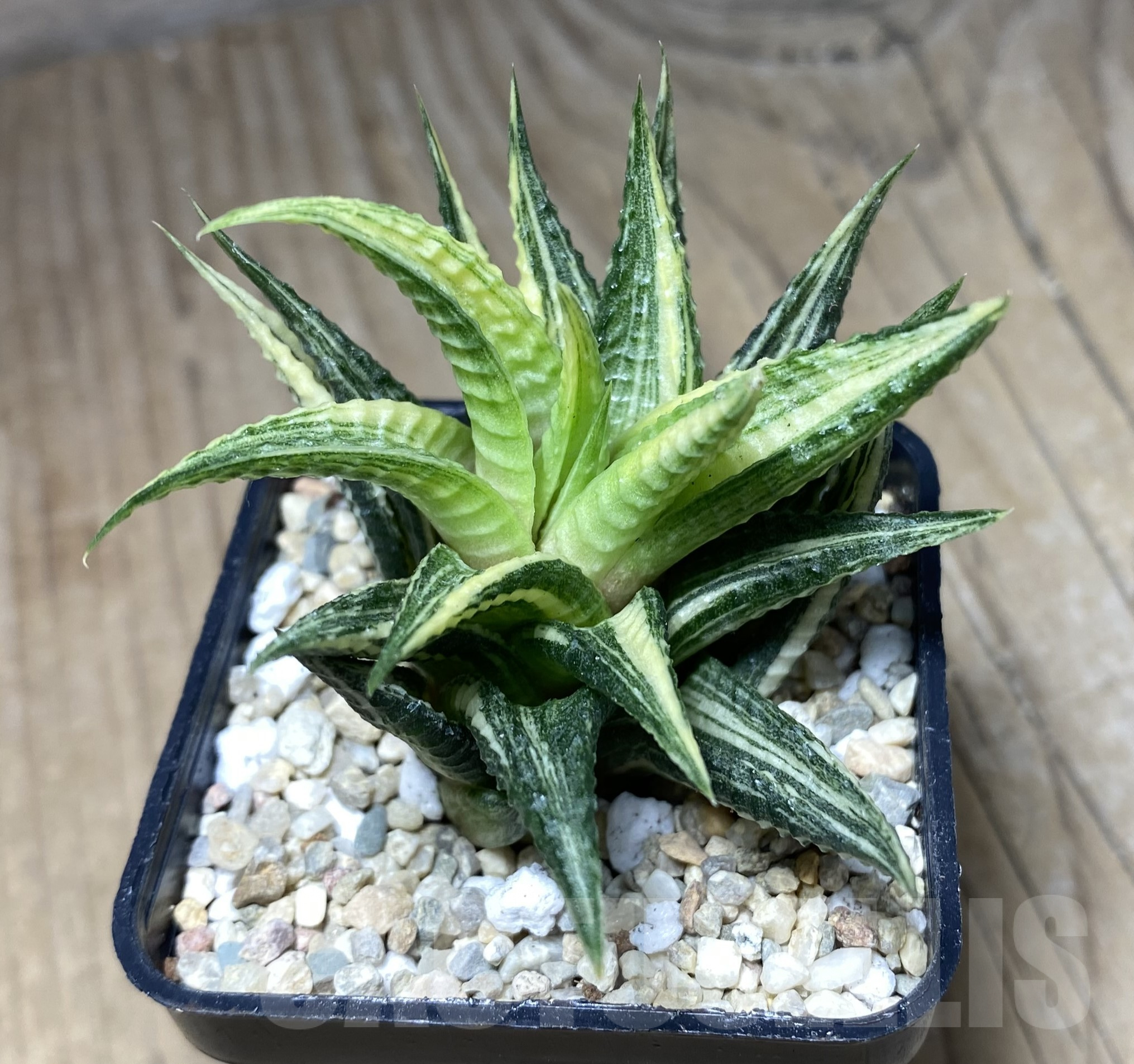 SHPR26386 Haworthia limifolia f. variegata – Bild 2