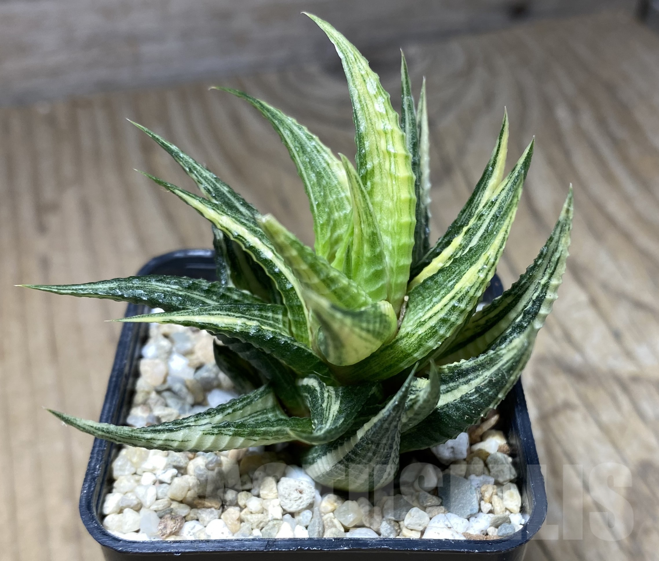SHPR26386 Haworthia limifolia f. variegata
