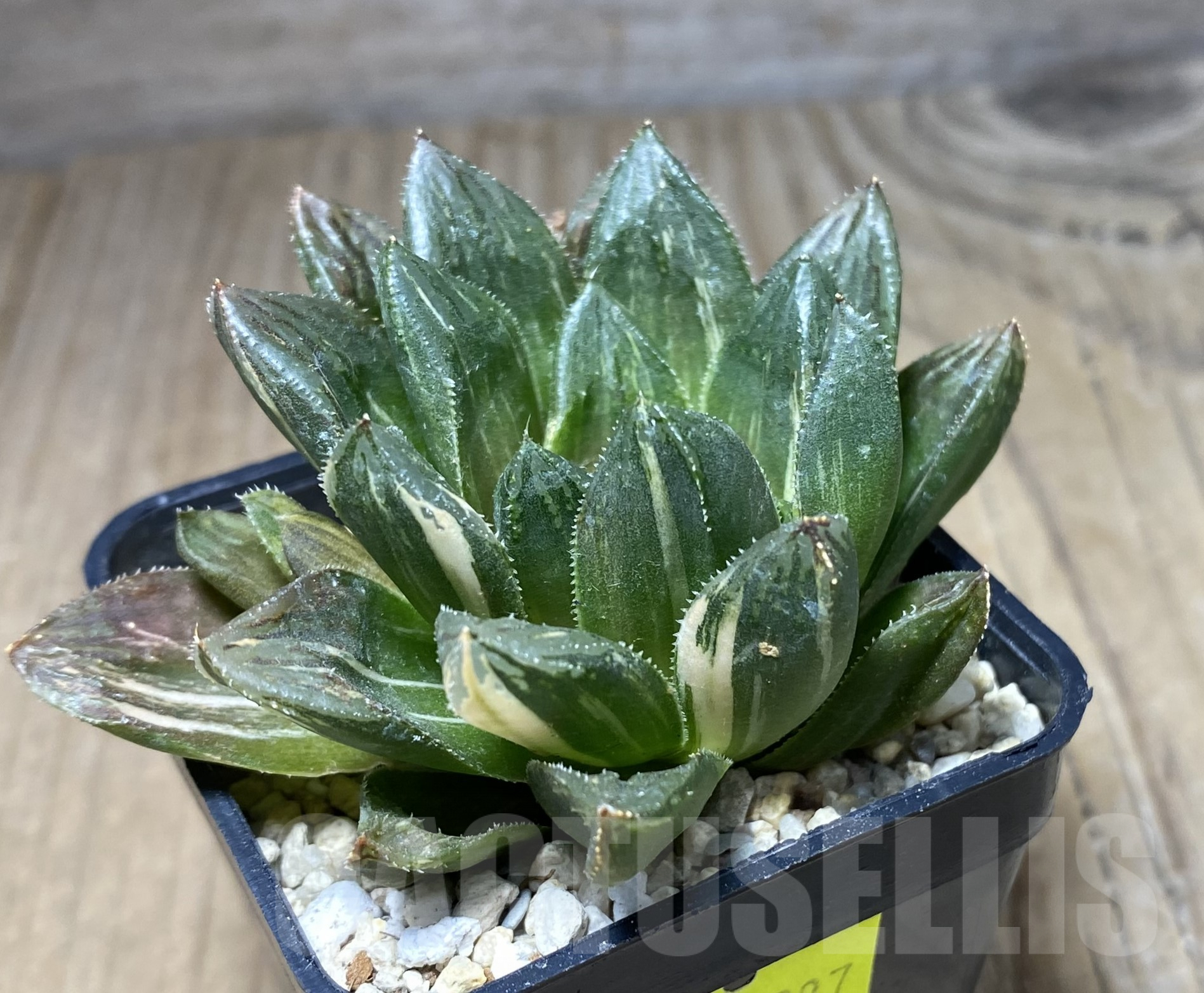 SHPR26387 Haworthia obtusa 'Black' hybrid RU2 f. variegata