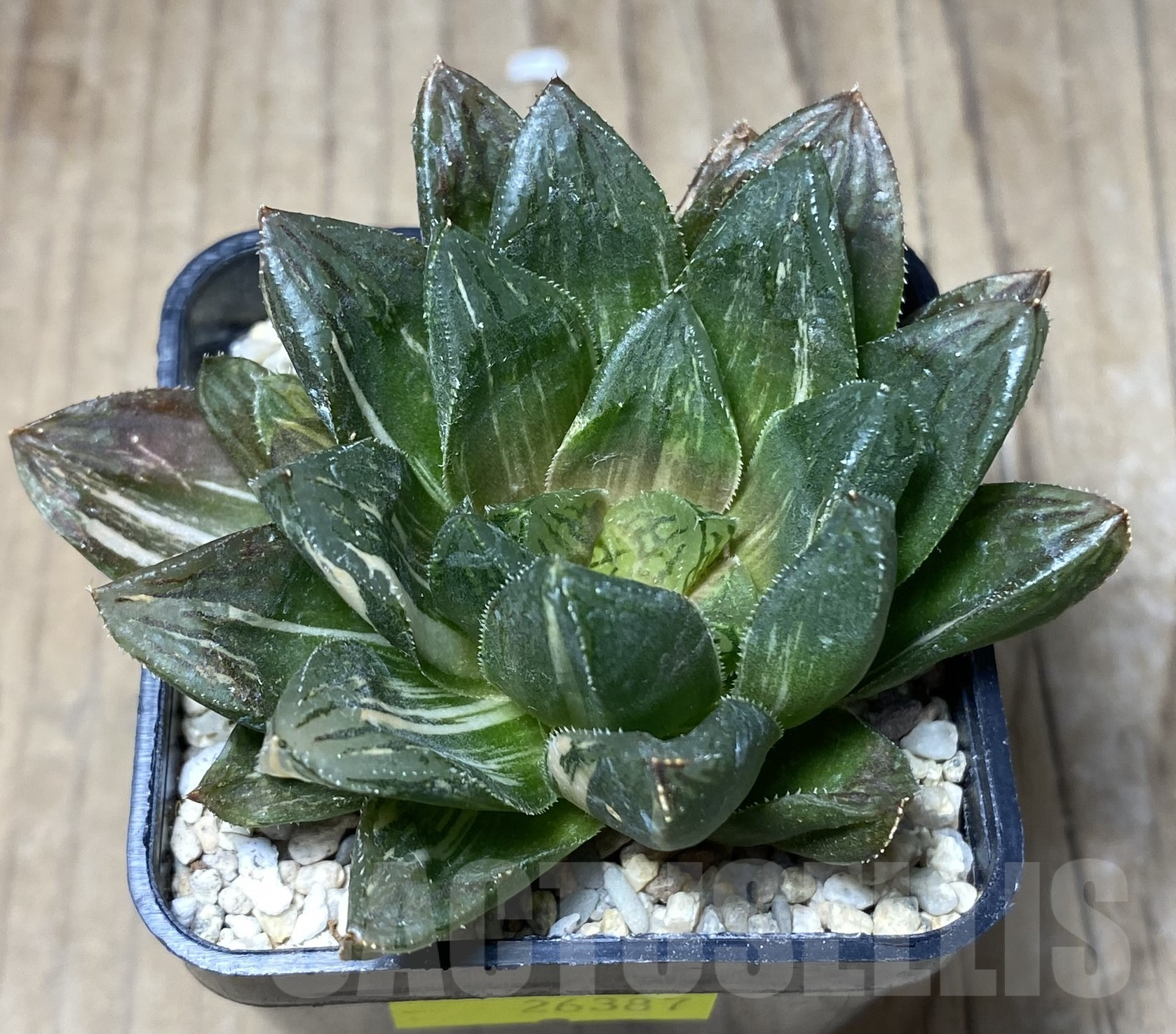SHPR26387 Haworthia obtusa 'Black' hybrid RU2 f. variegata - Image 2