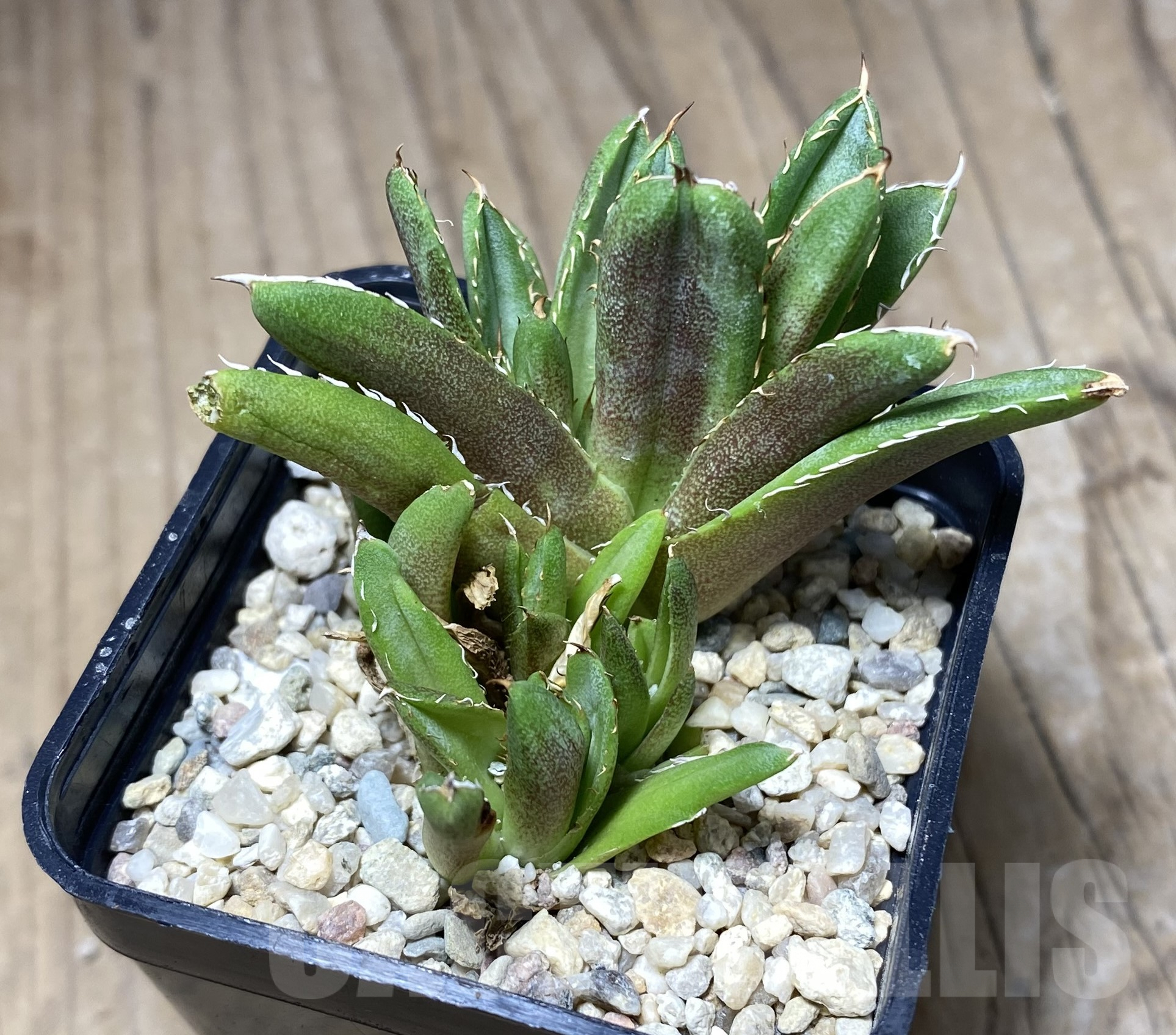 SHPR26389 Agave titanota f. cristata