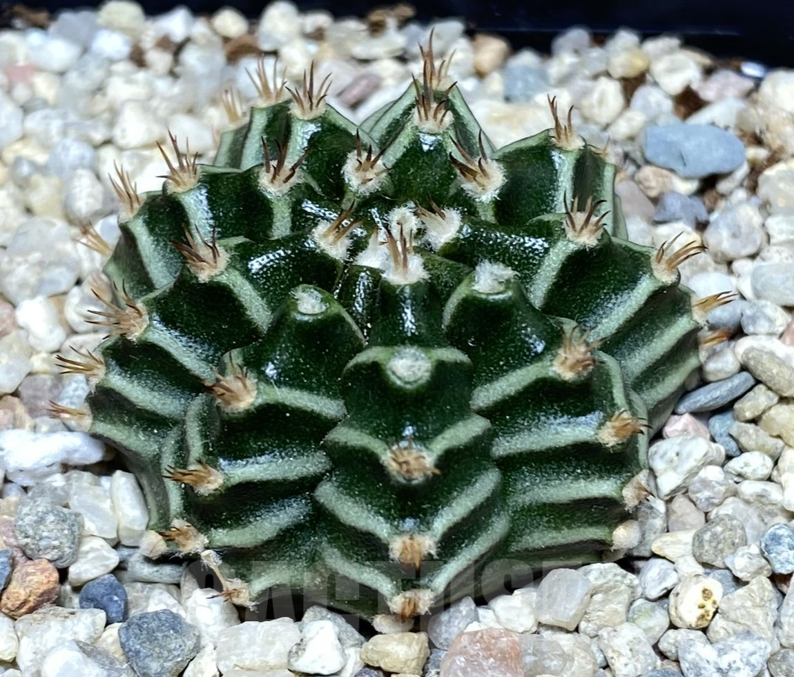 SHPR26402 Gymnocalycium mihanovichii 'Tinkerbell'