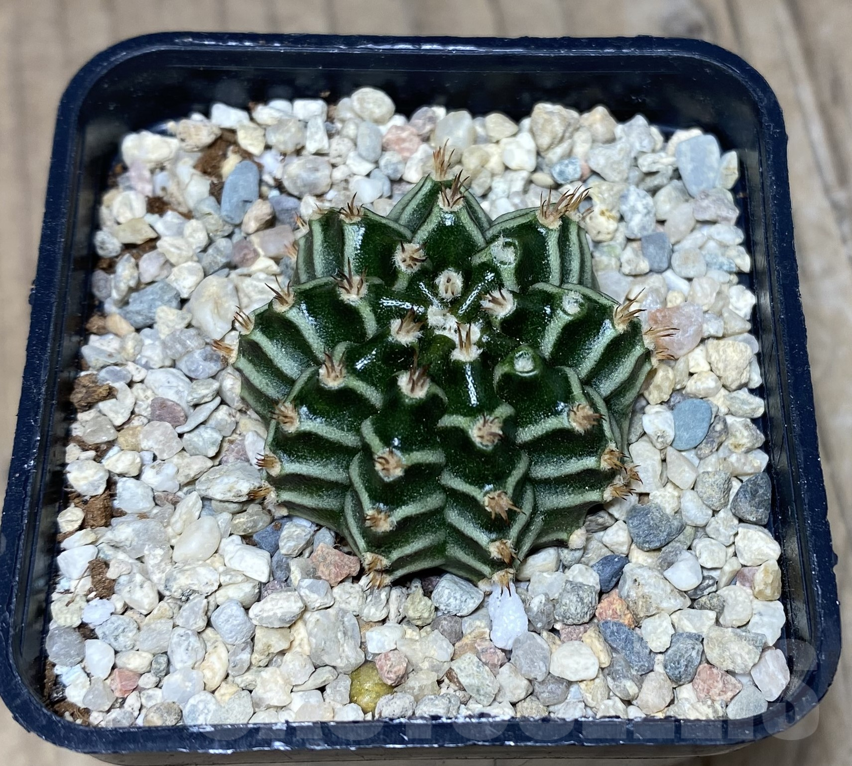 SHPR26402 Gymnocalycium mihanovichii 'Tinkerbell' - immagine 2