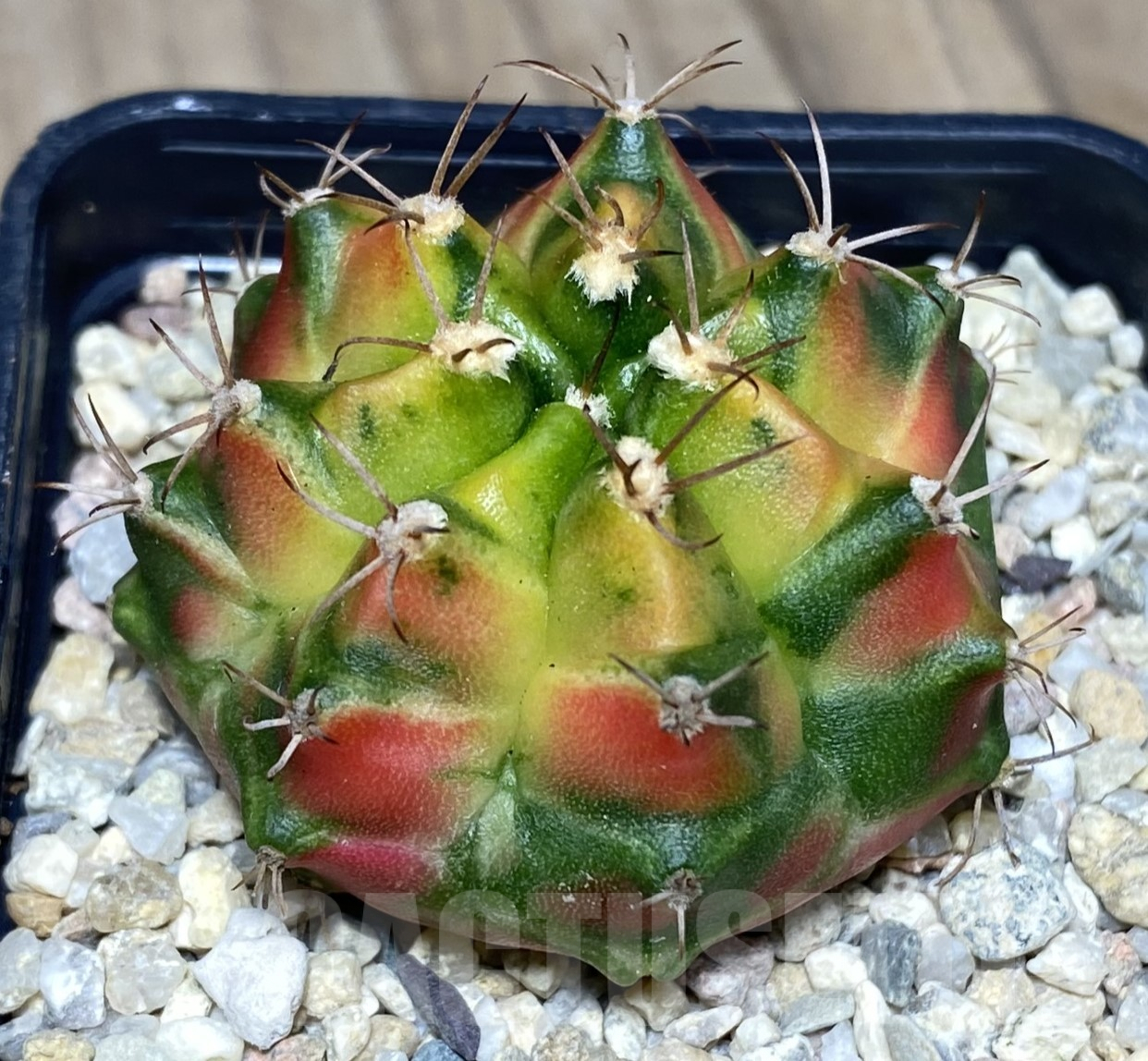 SHPR26404 Gymnocalycium mihanovichii f.variegata seedling