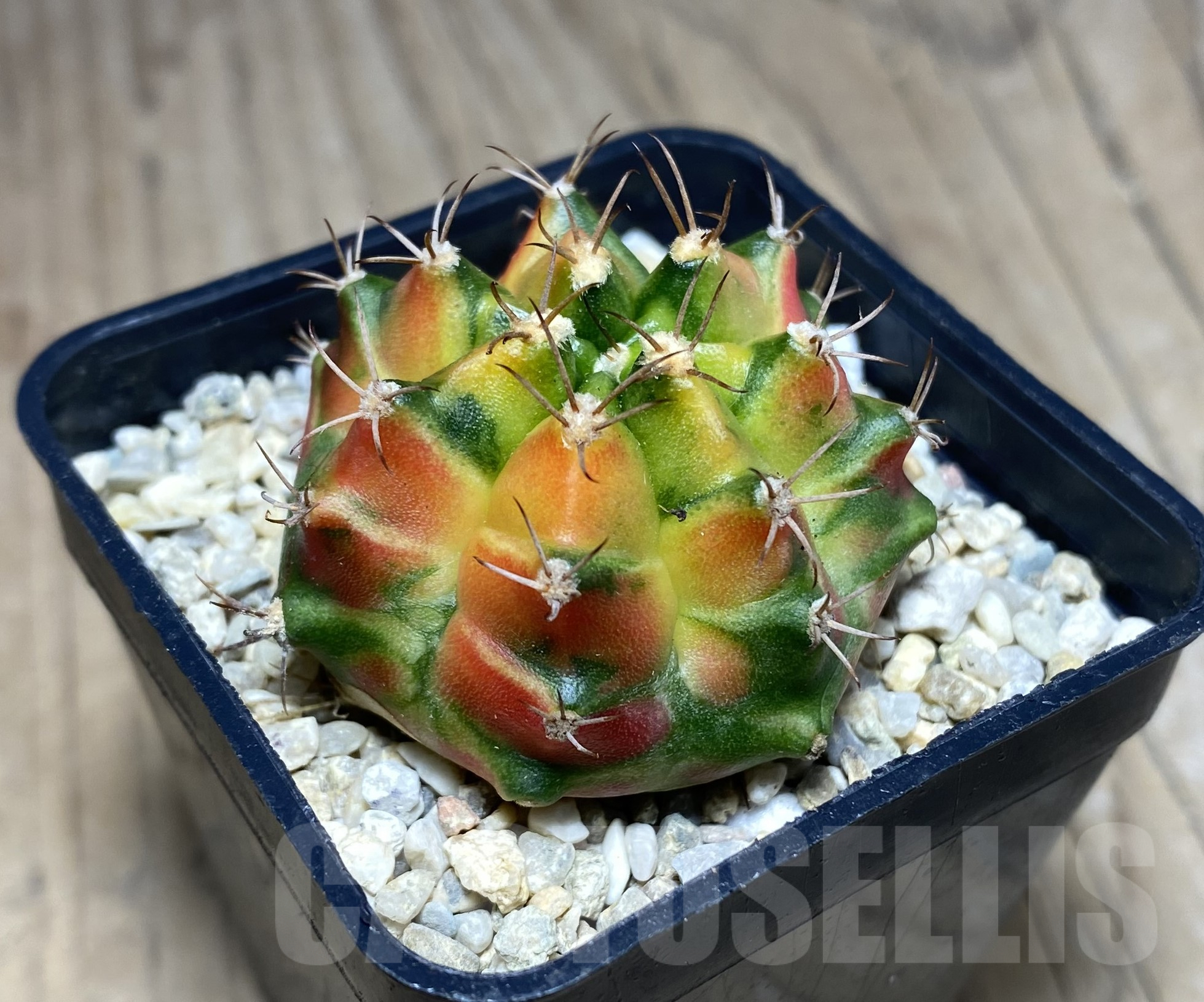 SHPR26404 Gymnocalycium mihanovichii f.variegata seedling - immagine 2
