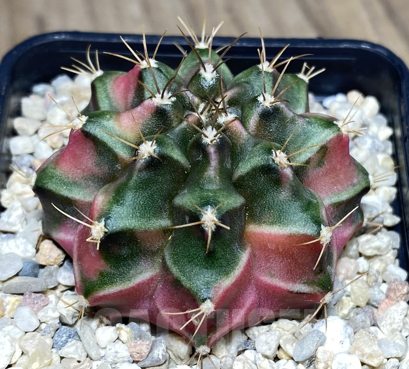 SHPR26405 Gymnocalycium mihanovichii 'Pastel Heart'