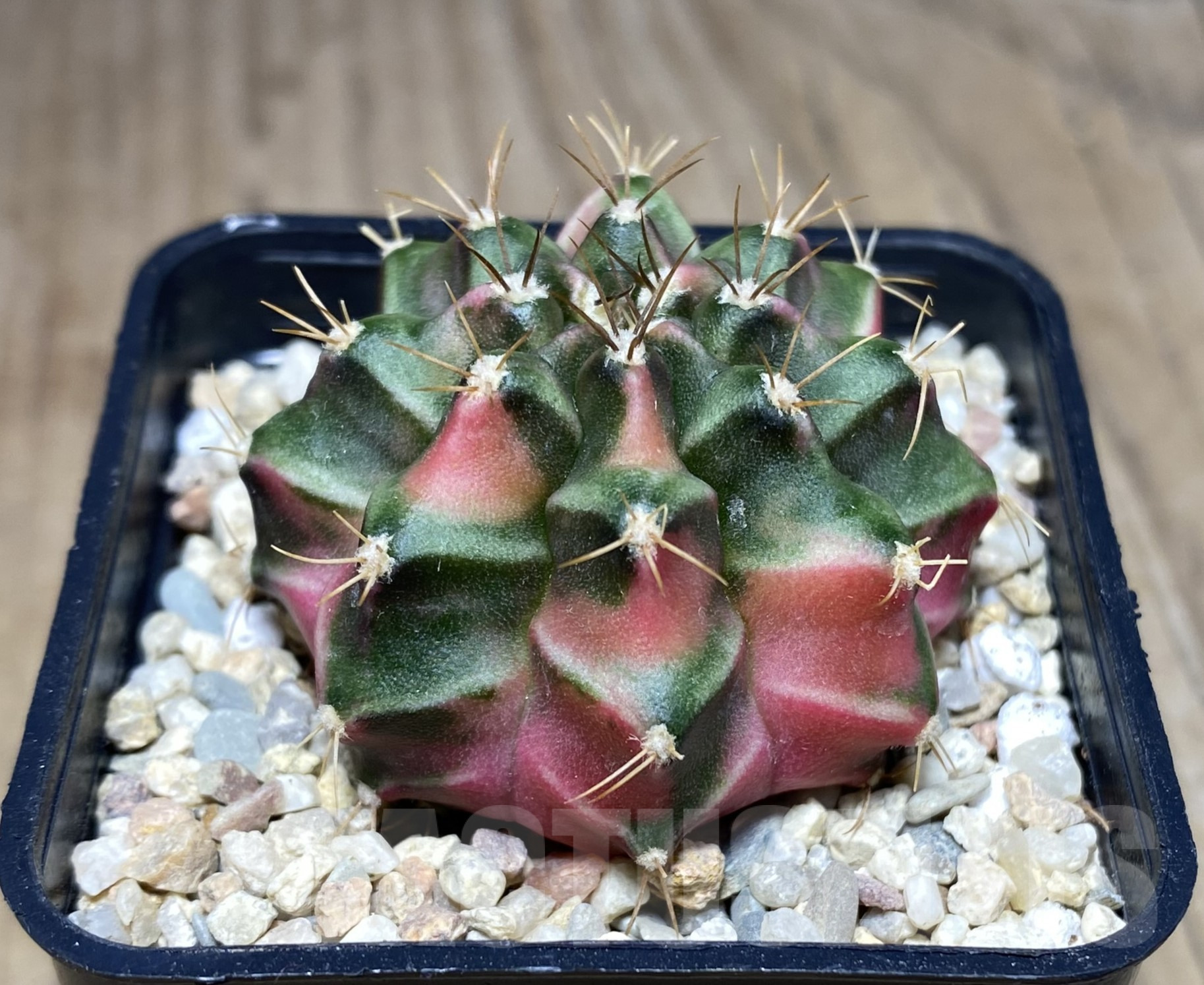 SHPR26405 Gymnocalycium mihanovichii 'Pastel Heart' - immagine 2