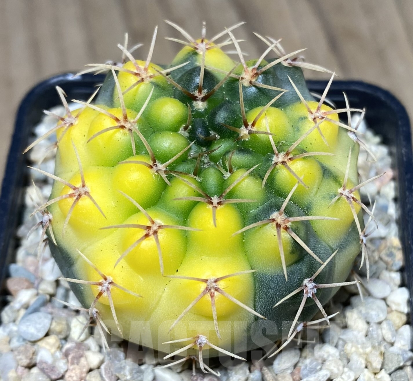SHPR26411 Gymnocalycium stellatum f.variegata