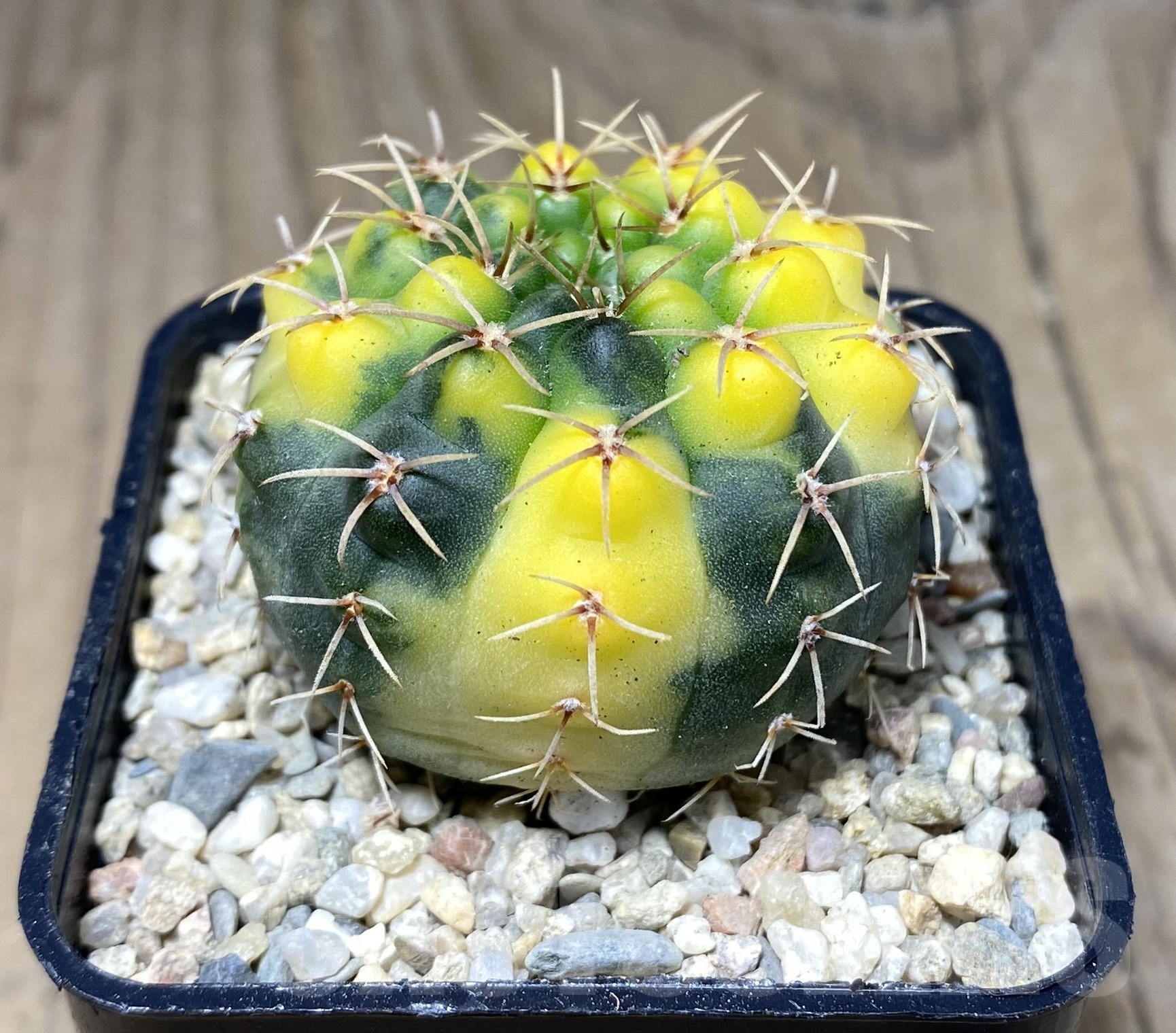 SHPR26411 Gymnocalycium stellatum f.variegata - Зображення 2