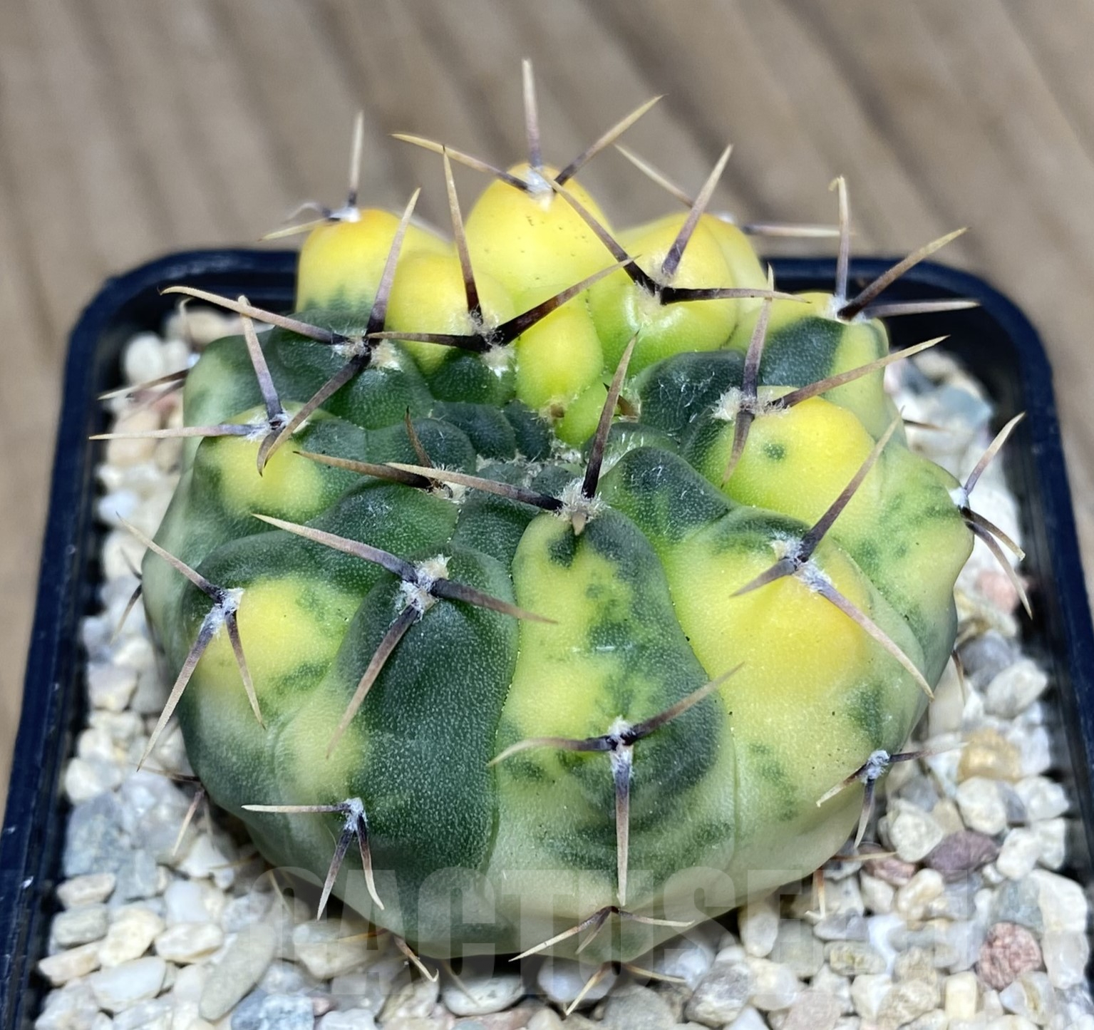 SHPR26412 Gymnocalycium stellatum f.variegata