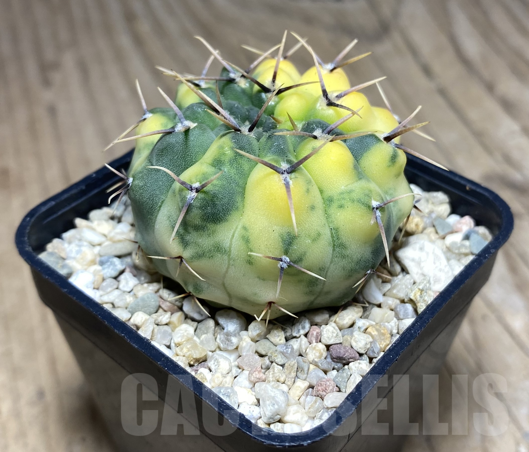 SHPR26412 Gymnocalycium stellatum f.variegata – Bild 2