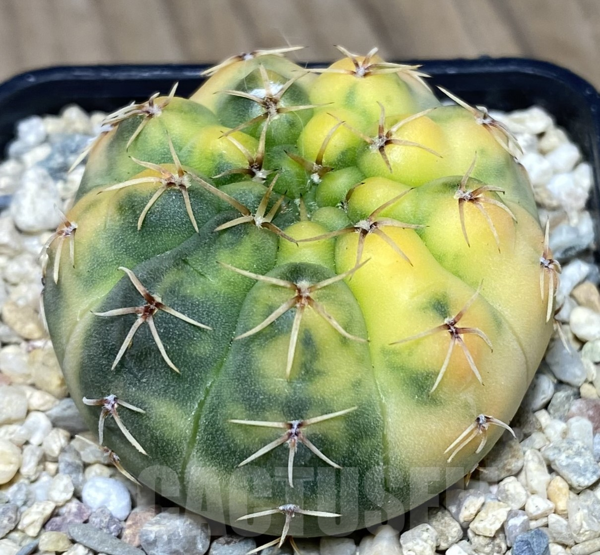 SHPR26413 Gymnocalycium stellatum f.variegata
