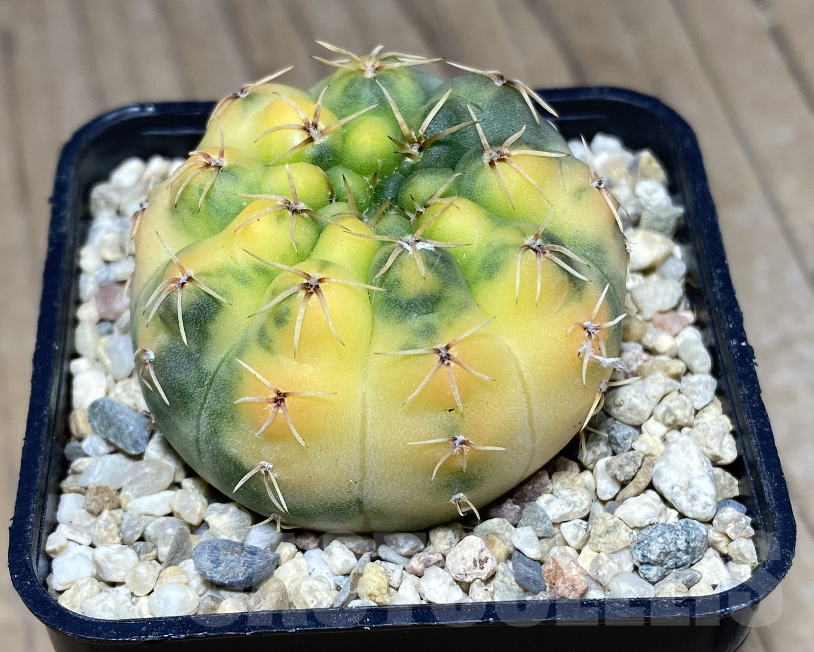 SHPR26413 Gymnocalycium stellatum f.variegata - Image 2