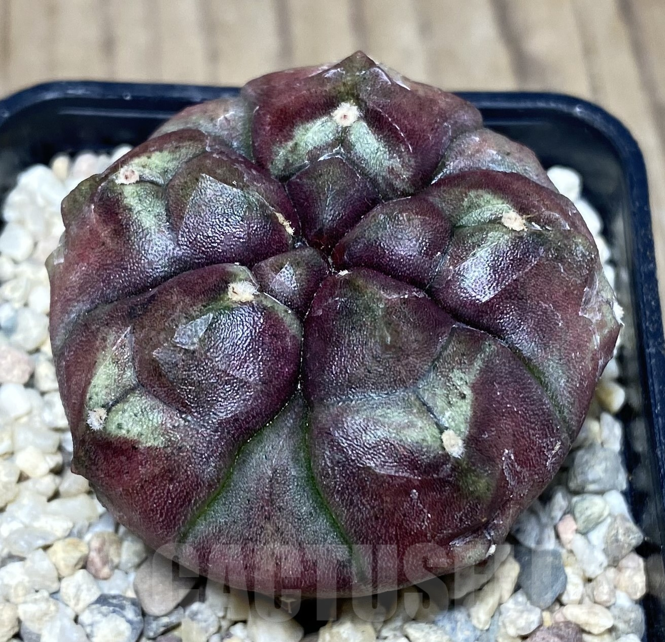 SHPR26416 Gymnocalycium mihanovichii 'Day Dream' 5 - ribs