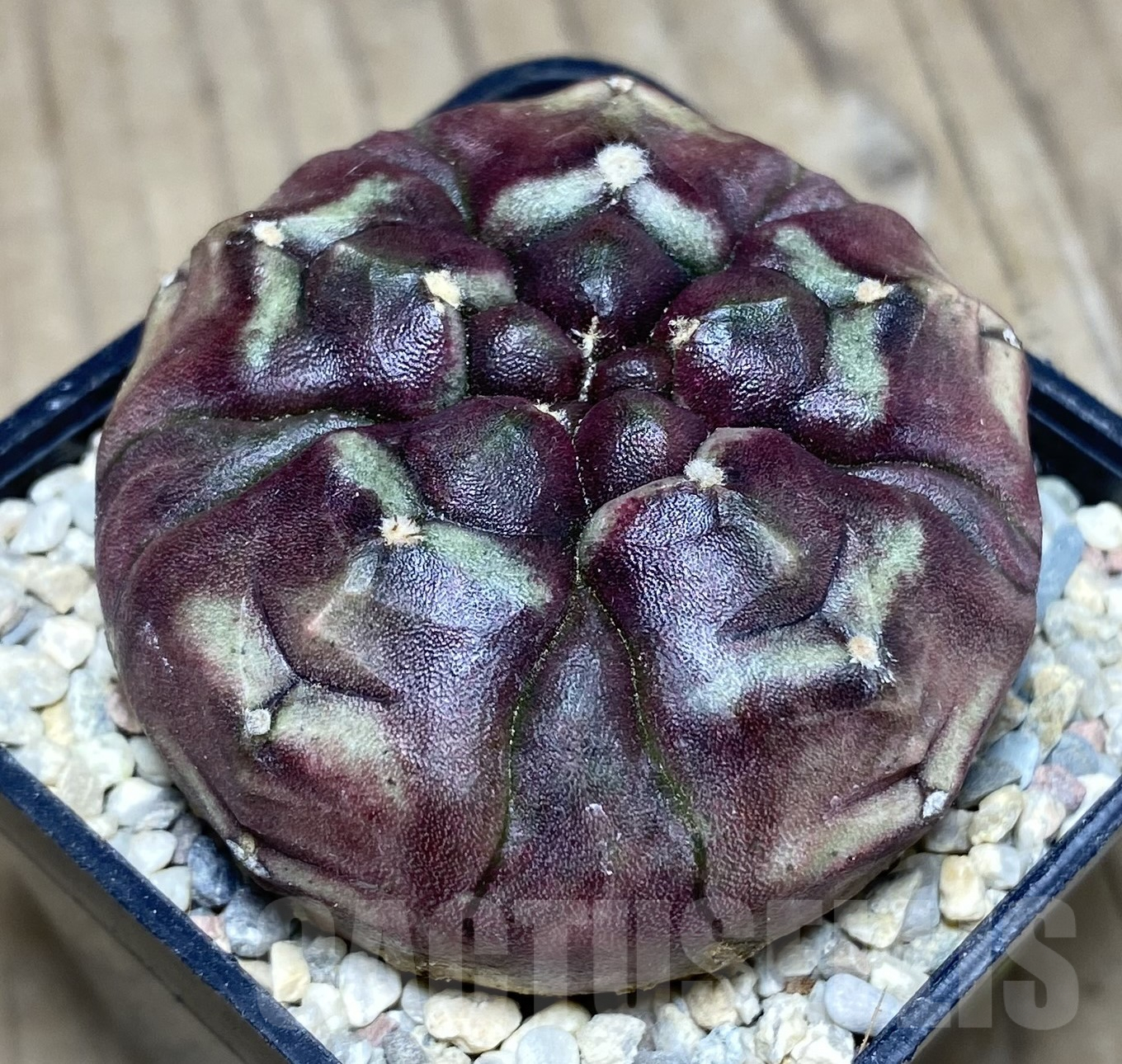 SHPR26417 Gymnocalycium mihanovichii 'Day Dream' 5 - ribs