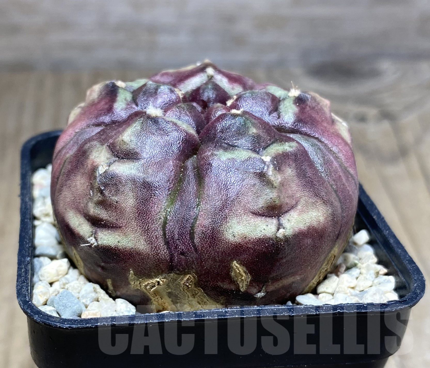 SHPR26417 Gymnocalycium mihanovichii 'Day Dream' 5 - ribs - Image 2