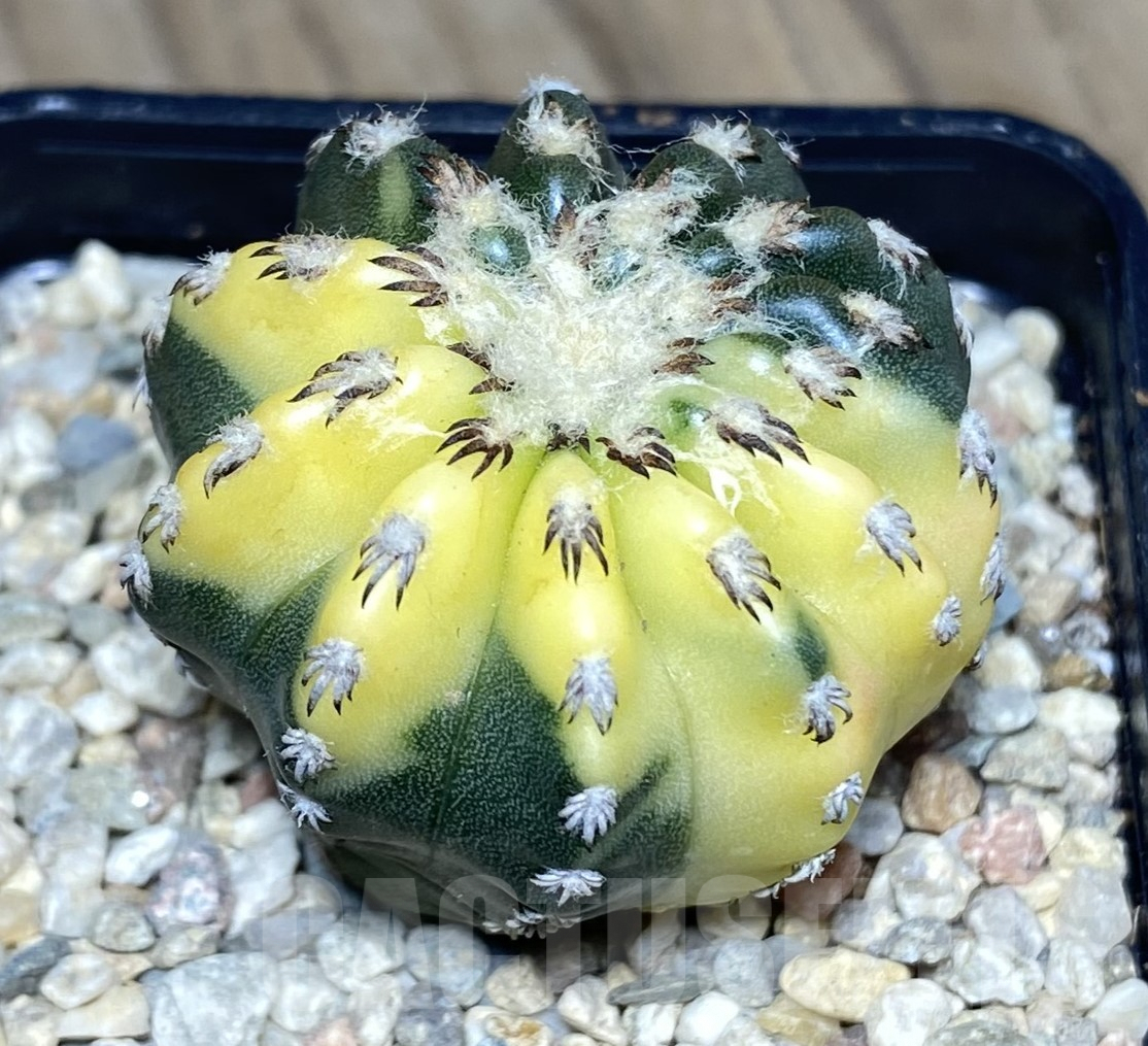 SHPR26419 Discocactus horstii f.variegata