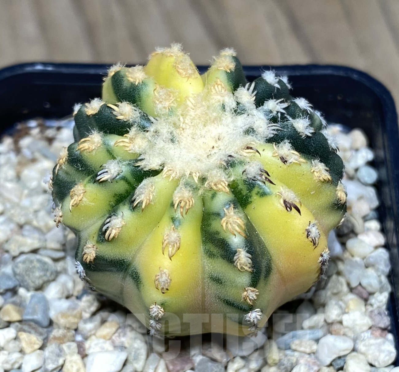 SHPR26421 Discocactus horstii f.variegata
