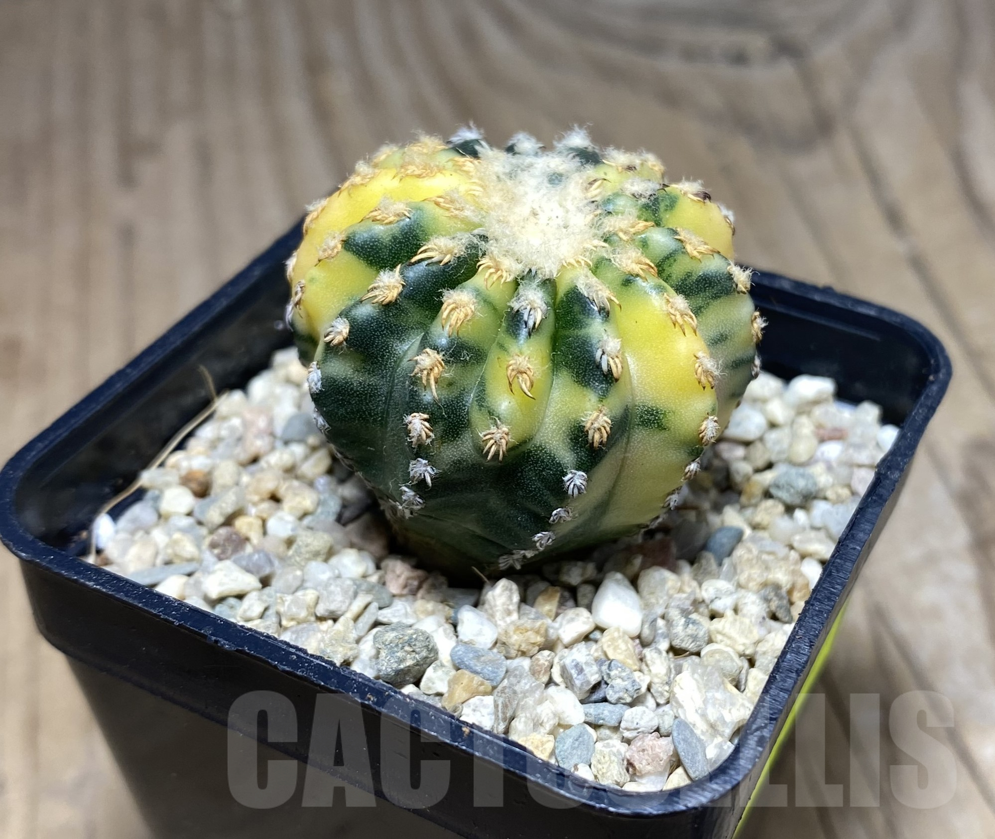 SHPR26421 Discocactus horstii f.variegata - immagine 2