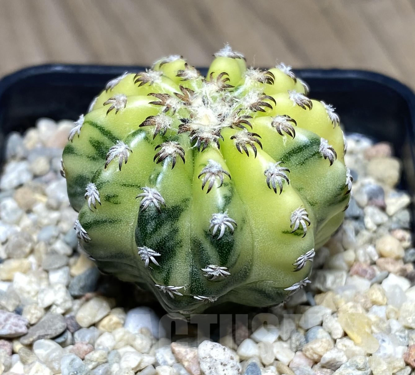 SHPR26423 Discocactus horstii f.variegata