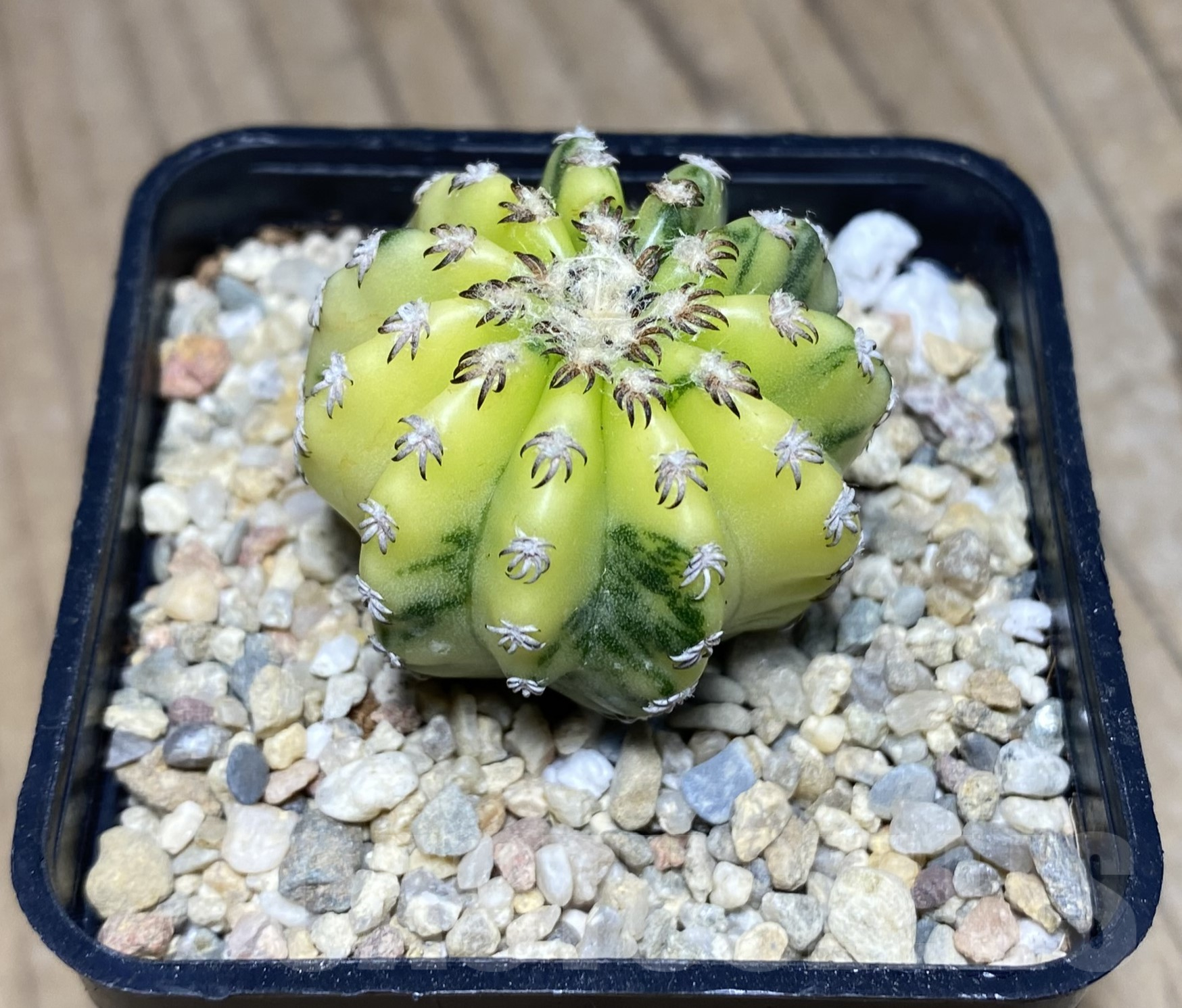 SHPR26423 Discocactus horstii f.variegata - immagine 2