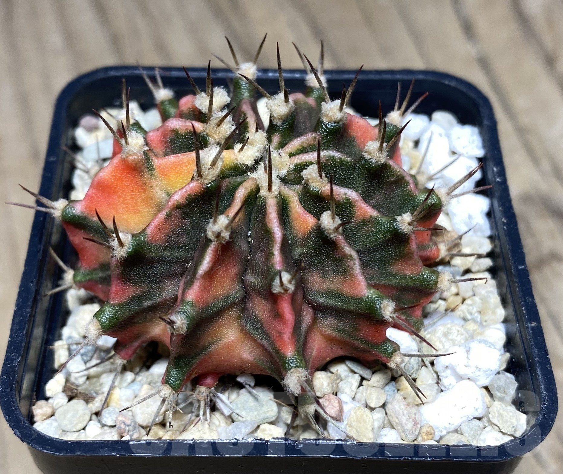 SHPR26424 Gymnocalycium mihanovichii 'Rosemary'