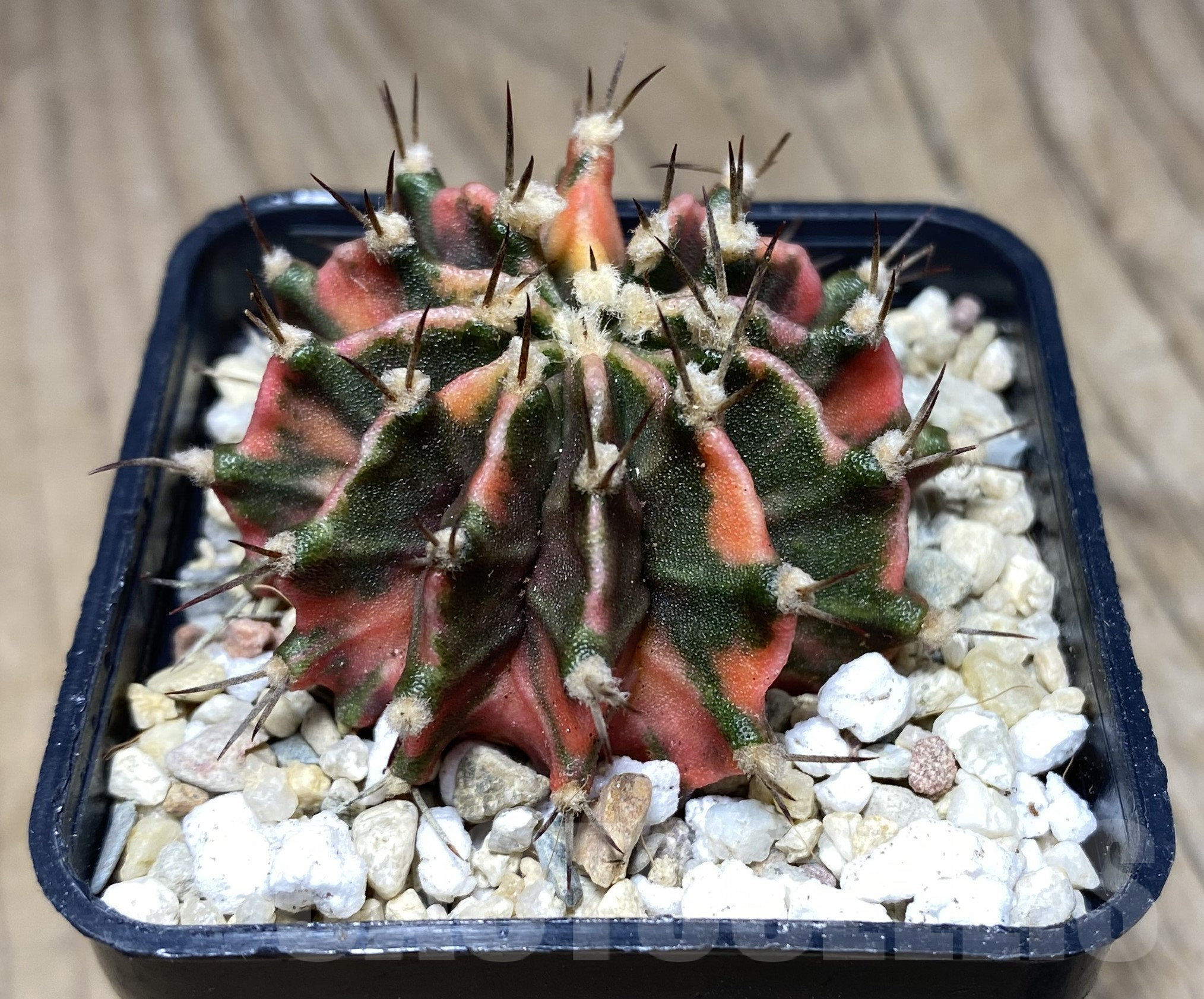 SHPR26424 Gymnocalycium mihanovichii 'Rosemary' - Image 2
