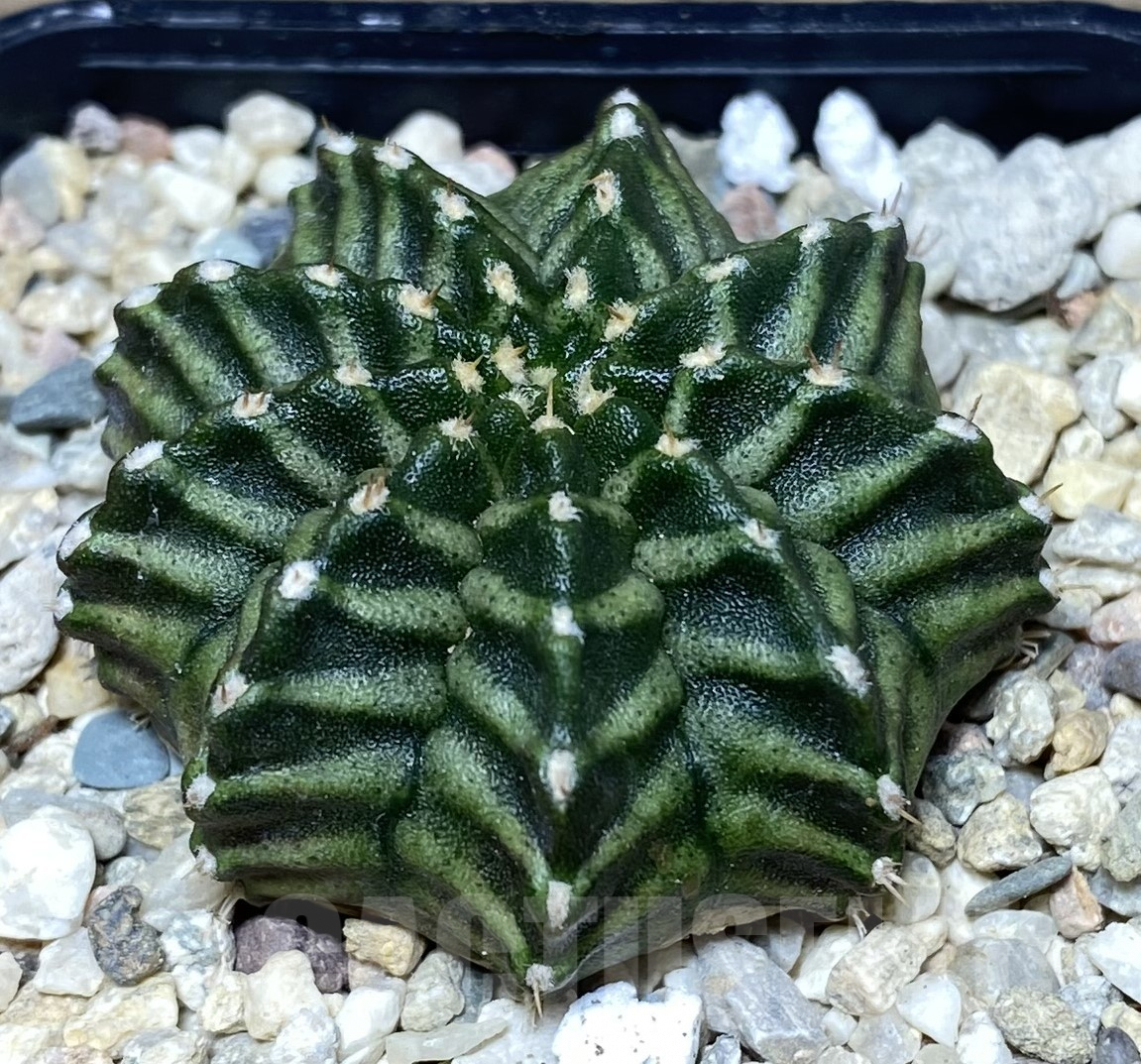 SHPR26426 Gymnocalycium mihanovichii 'Kanomchan'