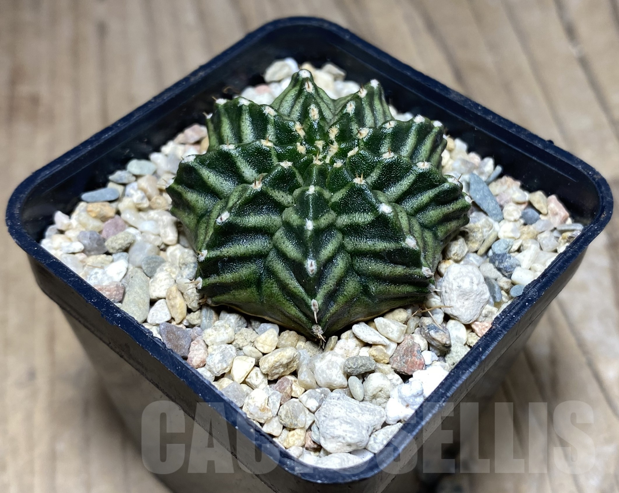 SHPR26426 Gymnocalycium mihanovichii 'Kanomchan' - 画像 (2)