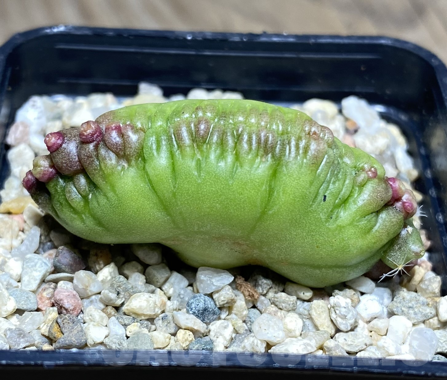 SHPR26430 Mammillaria bocasana ‘Fred’ f.cristata