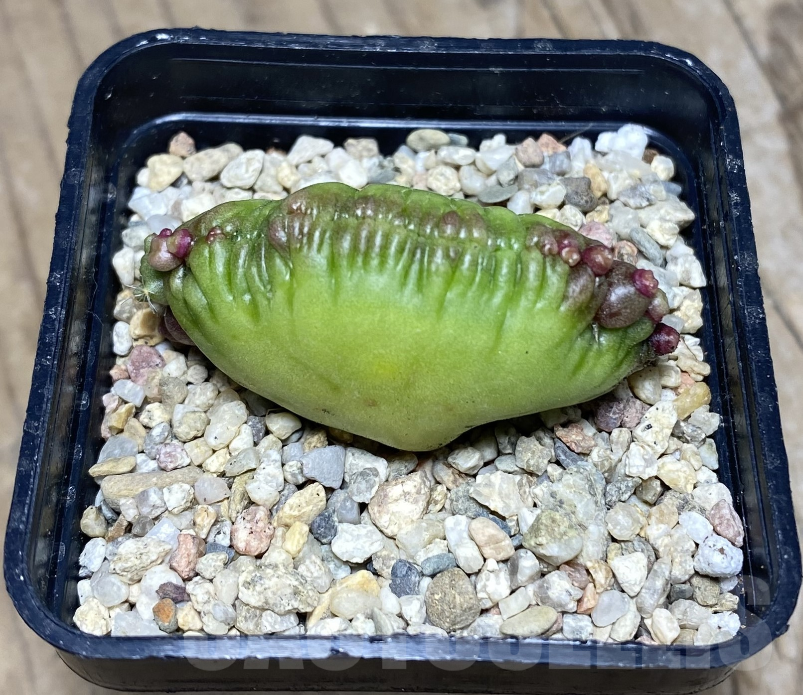 SHPR26430 Mammillaria bocasana ‘Fred’ f.cristata - Obrázek 2