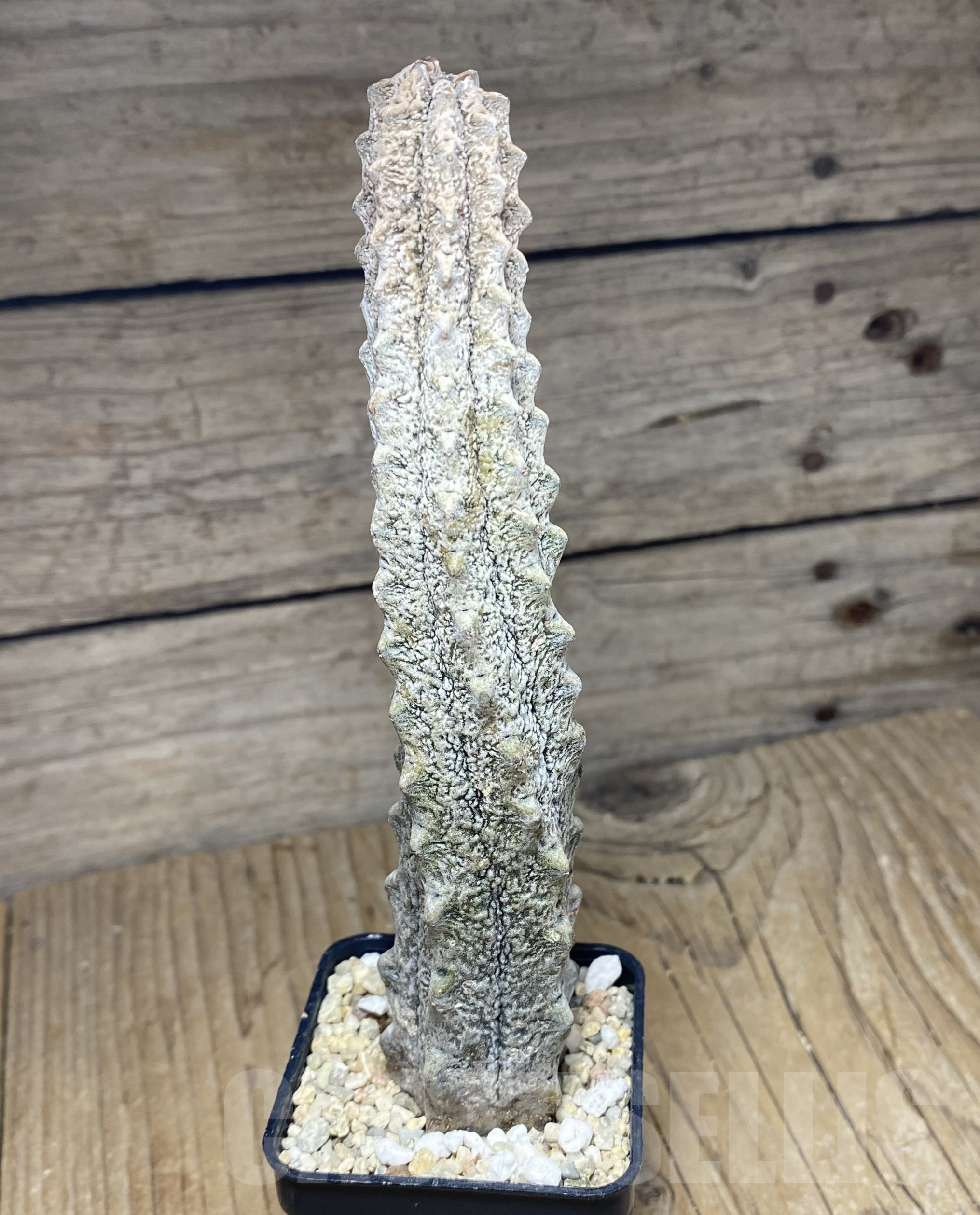 SHPR26431 Euphorbia abdelkuri