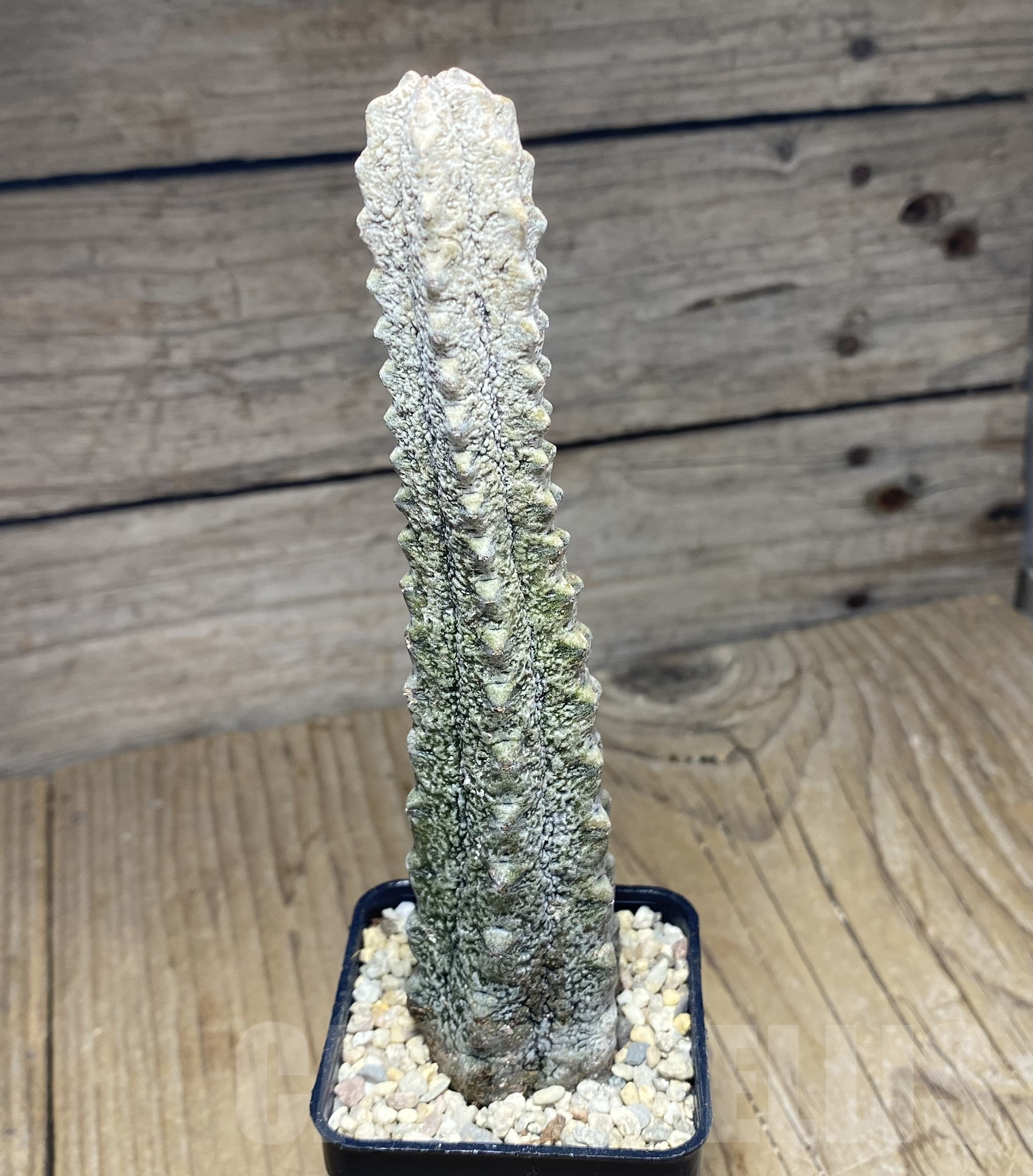 SHPR26432 Euphorbia abdelkuri