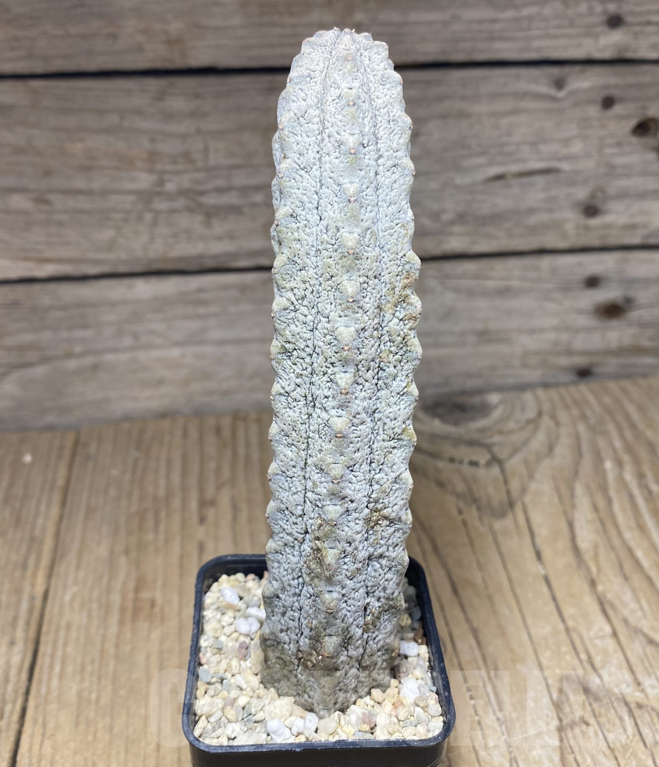 SHPR26433 Euphorbia abdelkuri