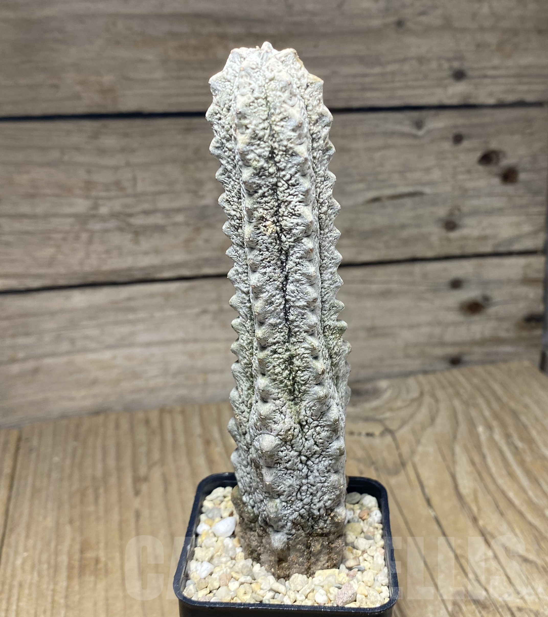 SHPR26434 Euphorbia abdelkuri