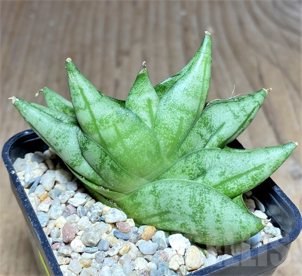 SHPR26436 Sansevieria 'Vienna' hybrid